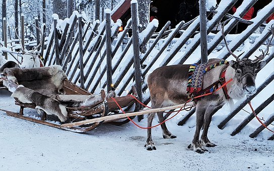Poro Lempäälä