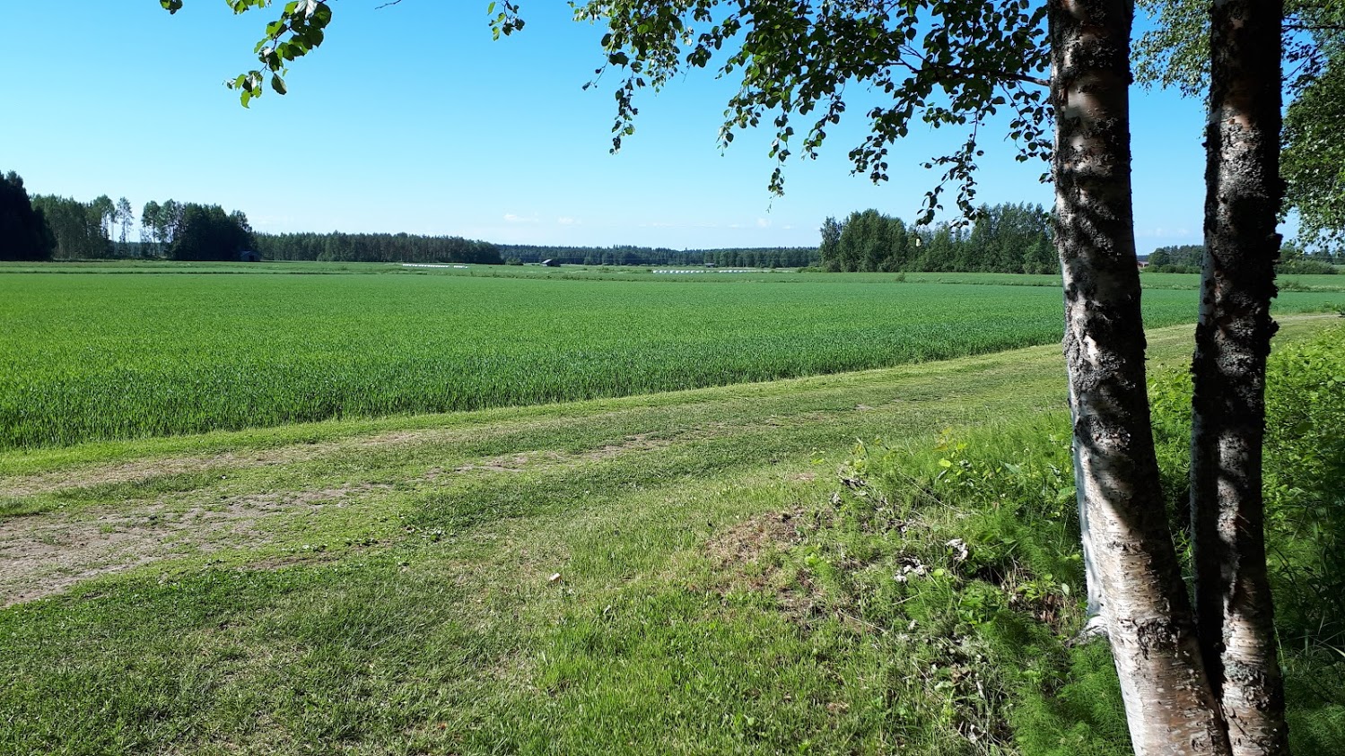 Peltomaisema Alajärvi