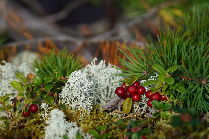 Syksyinen metsä puolukoineen