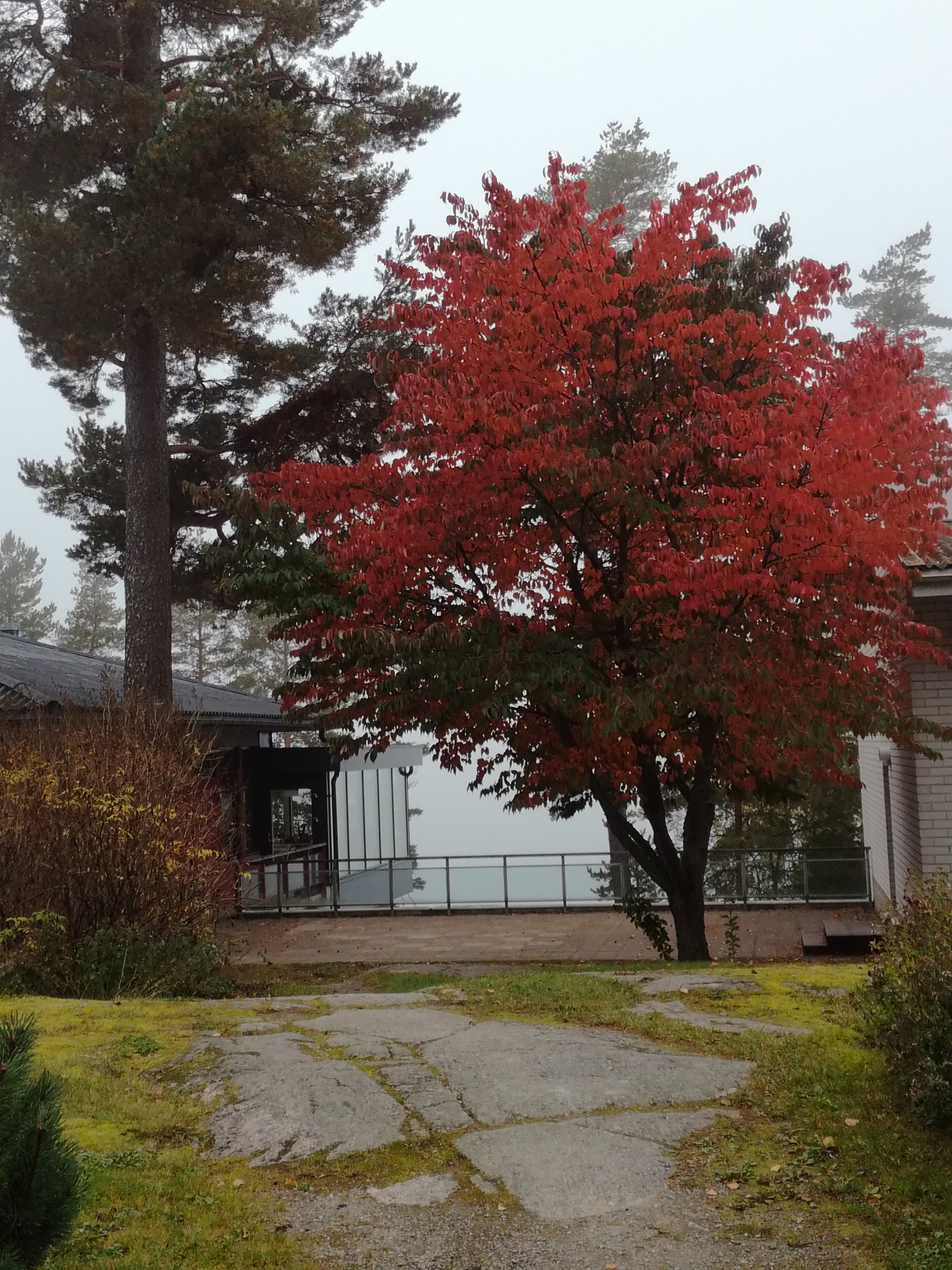 lomanen
