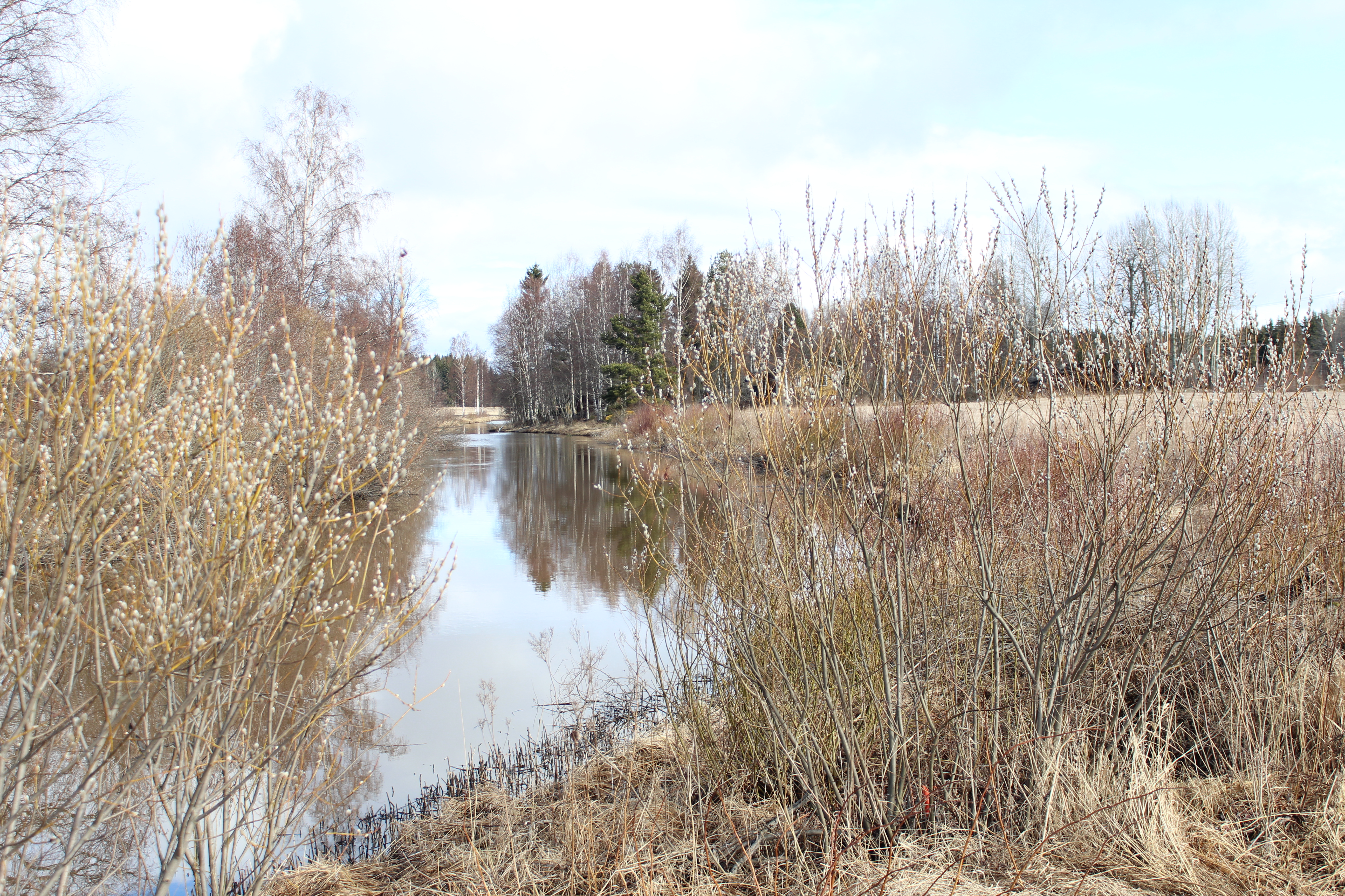Torasjoki