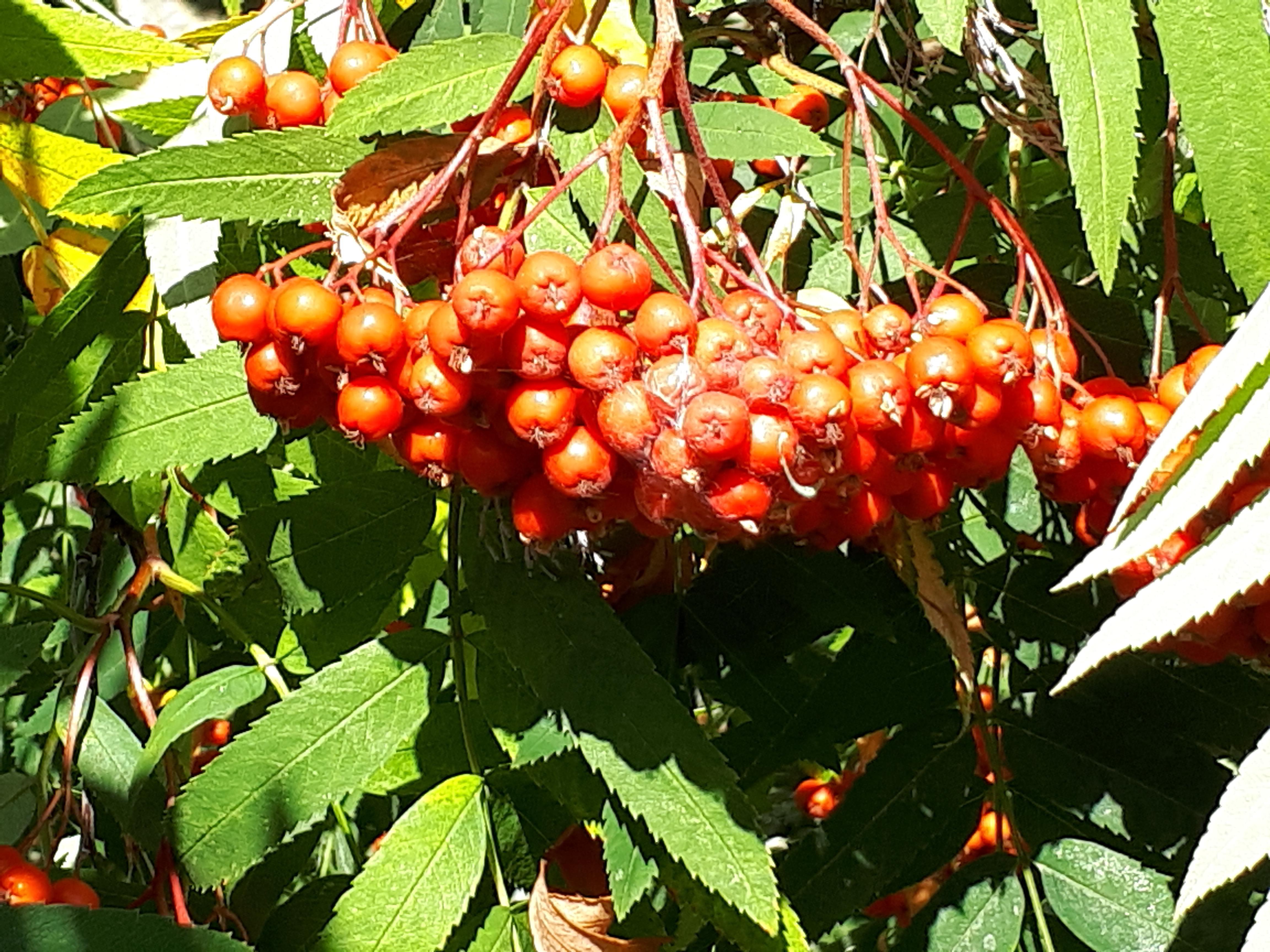 Pihlajan marjaterttu