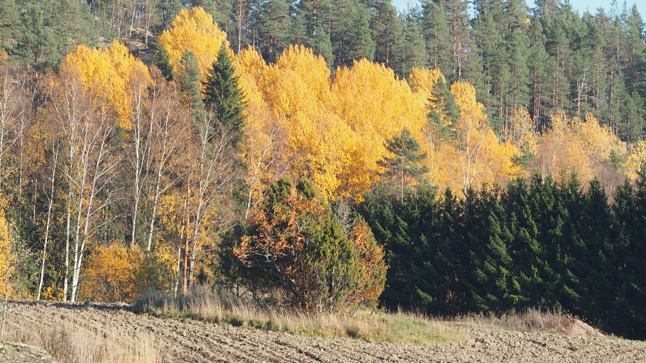 Sykyinen maisema