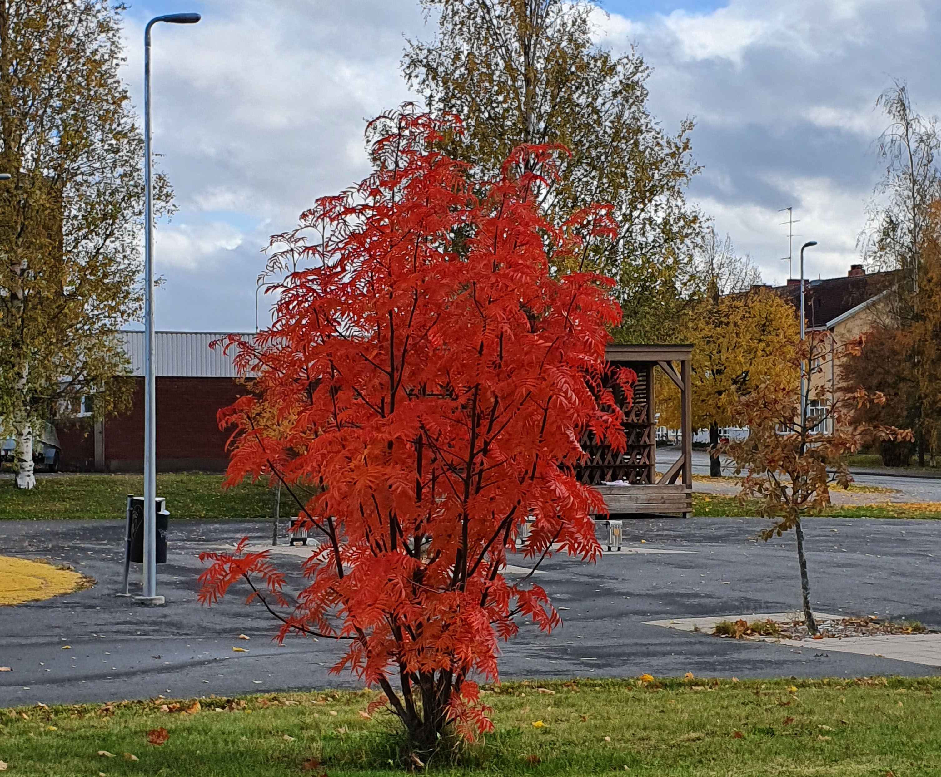 Pihlaja punertaa