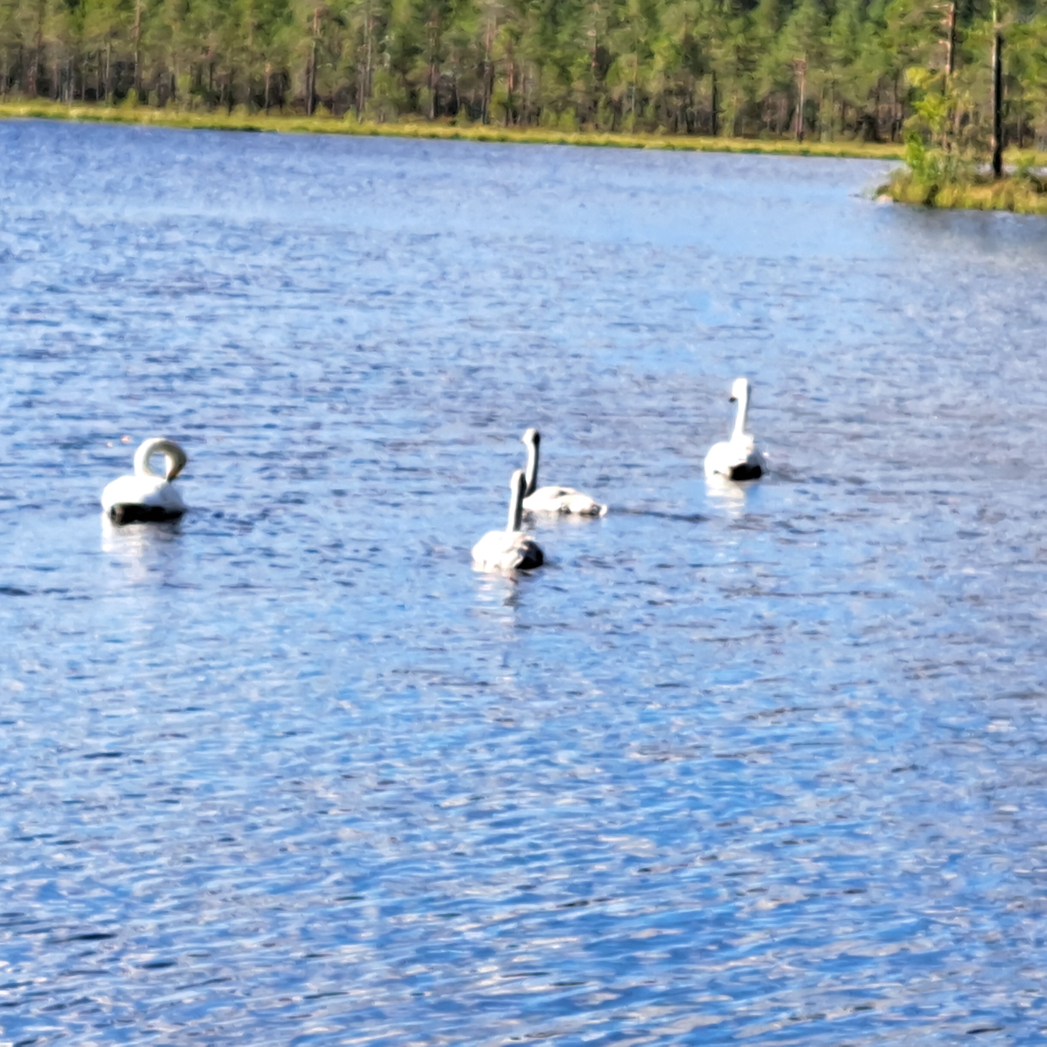 Koirajärvi