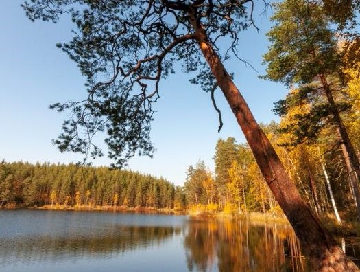 järvi ja metsää