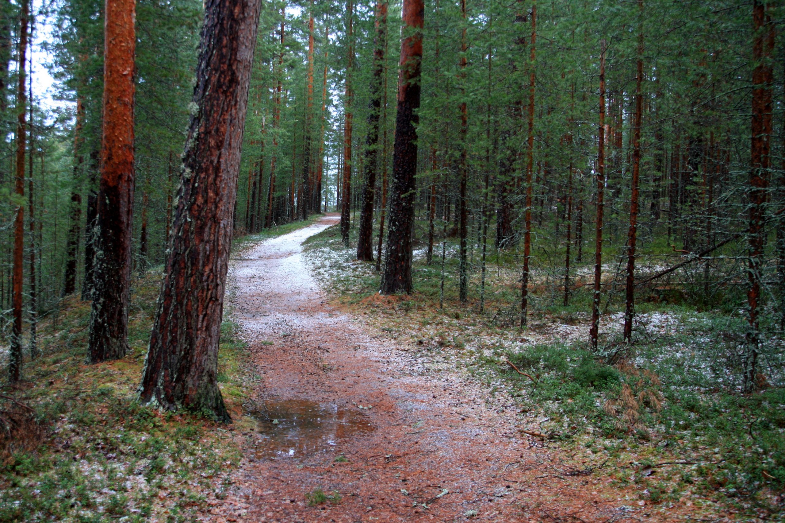 Kuvituskuva