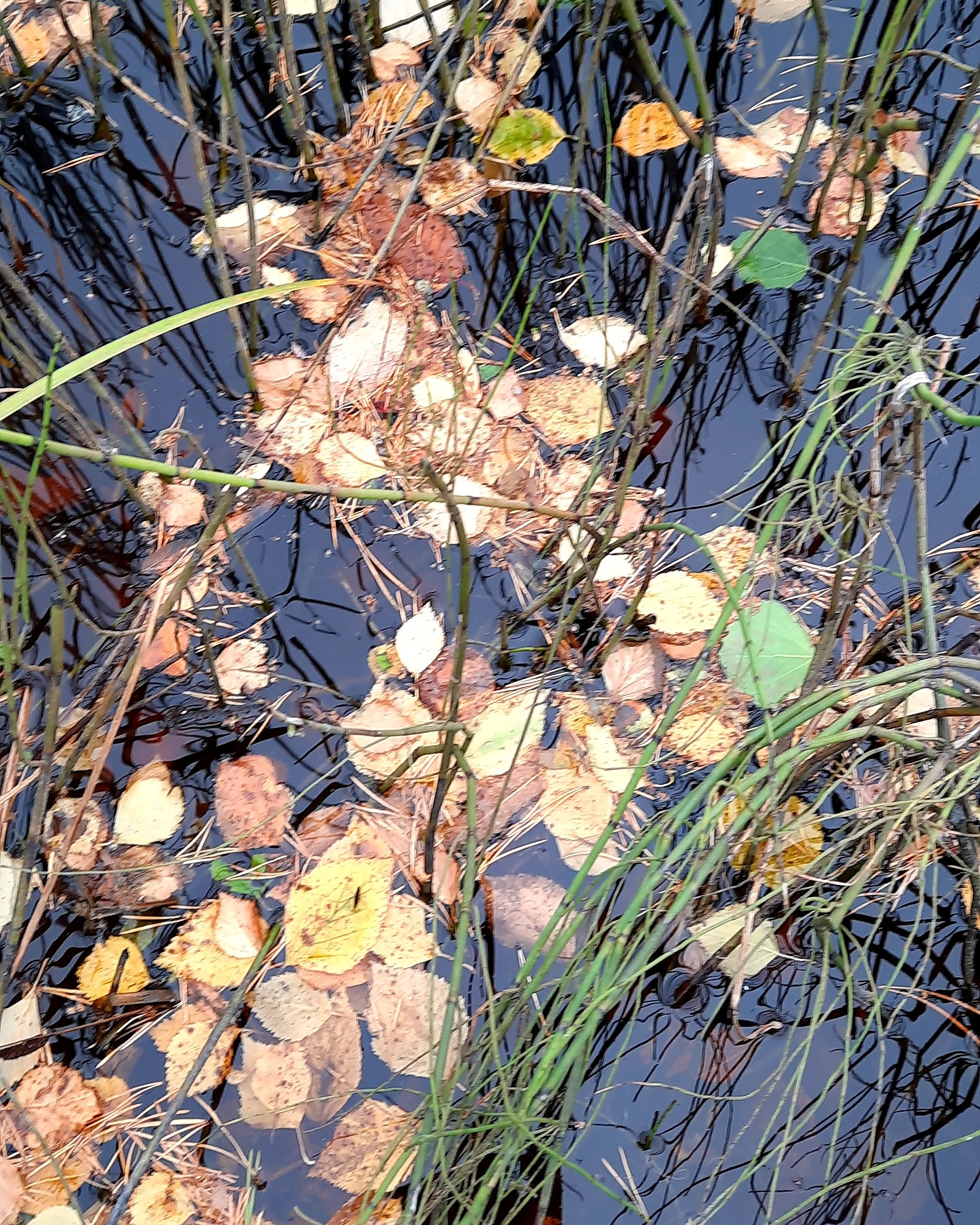 koivun lehtiä kaislikossa