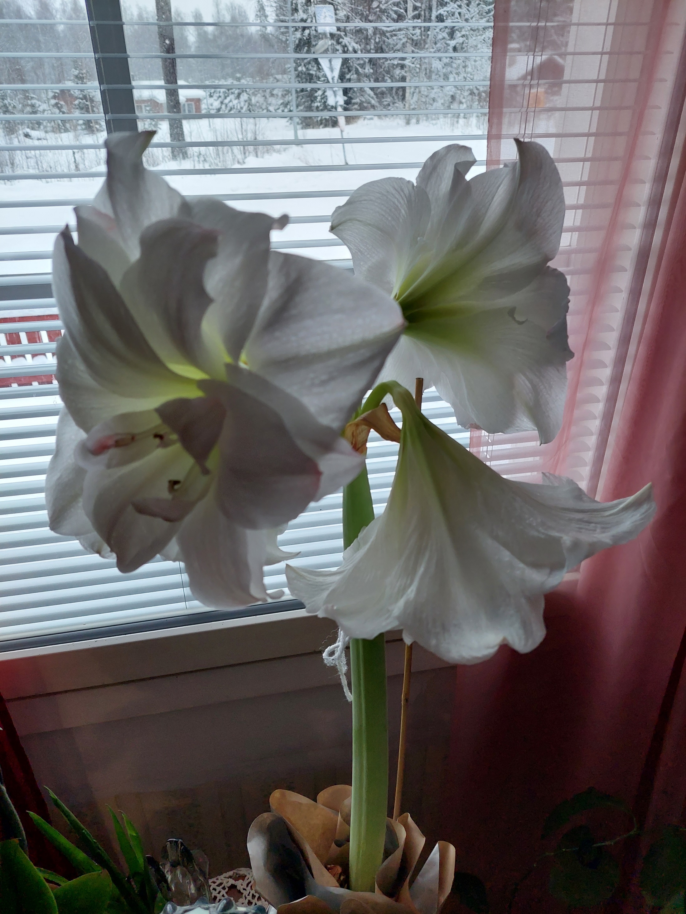 Amaryllis1