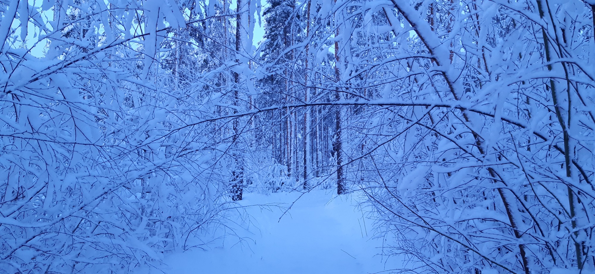 Lumipuut1