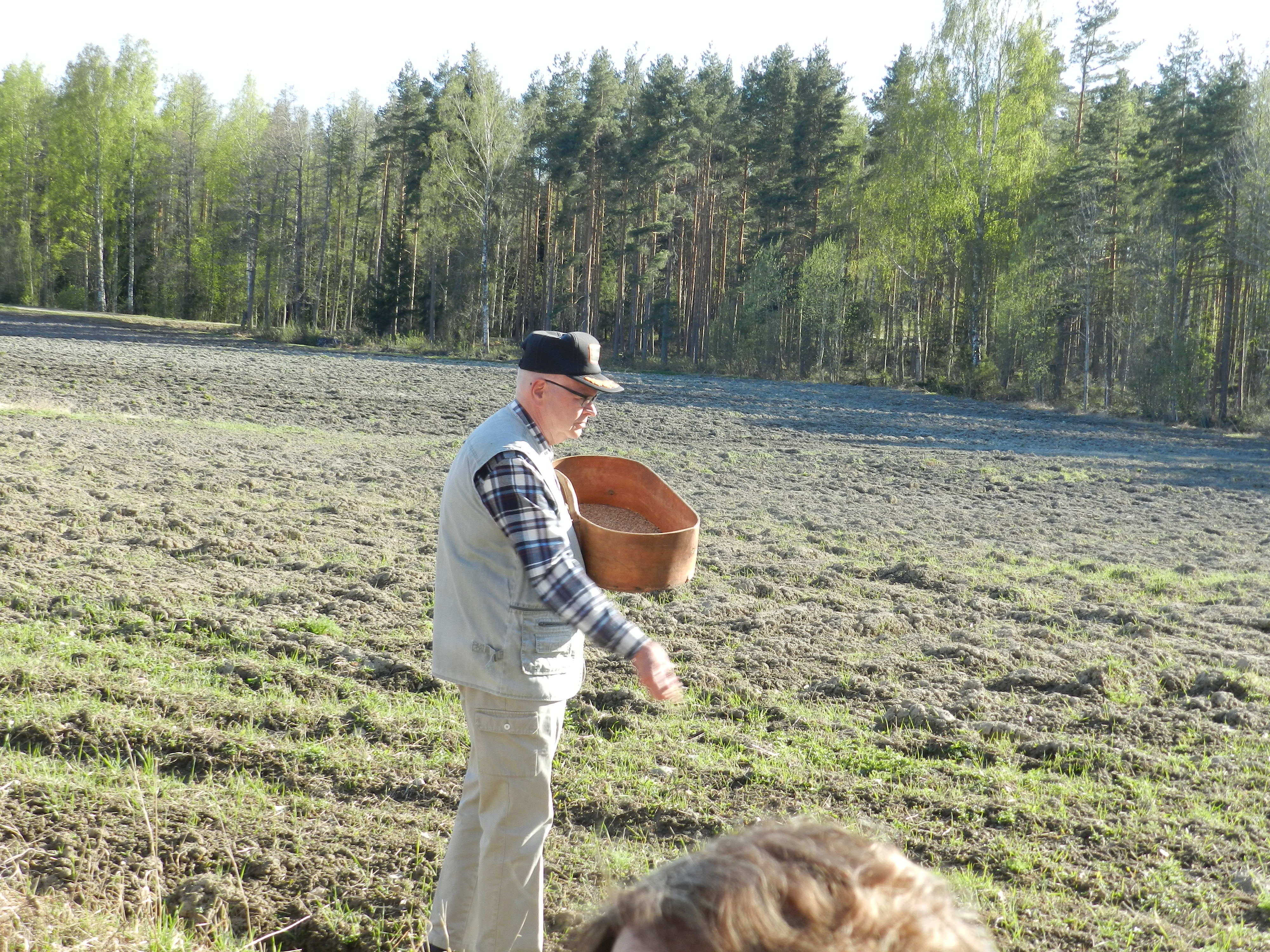 Toukosiunaus, touon kylvö