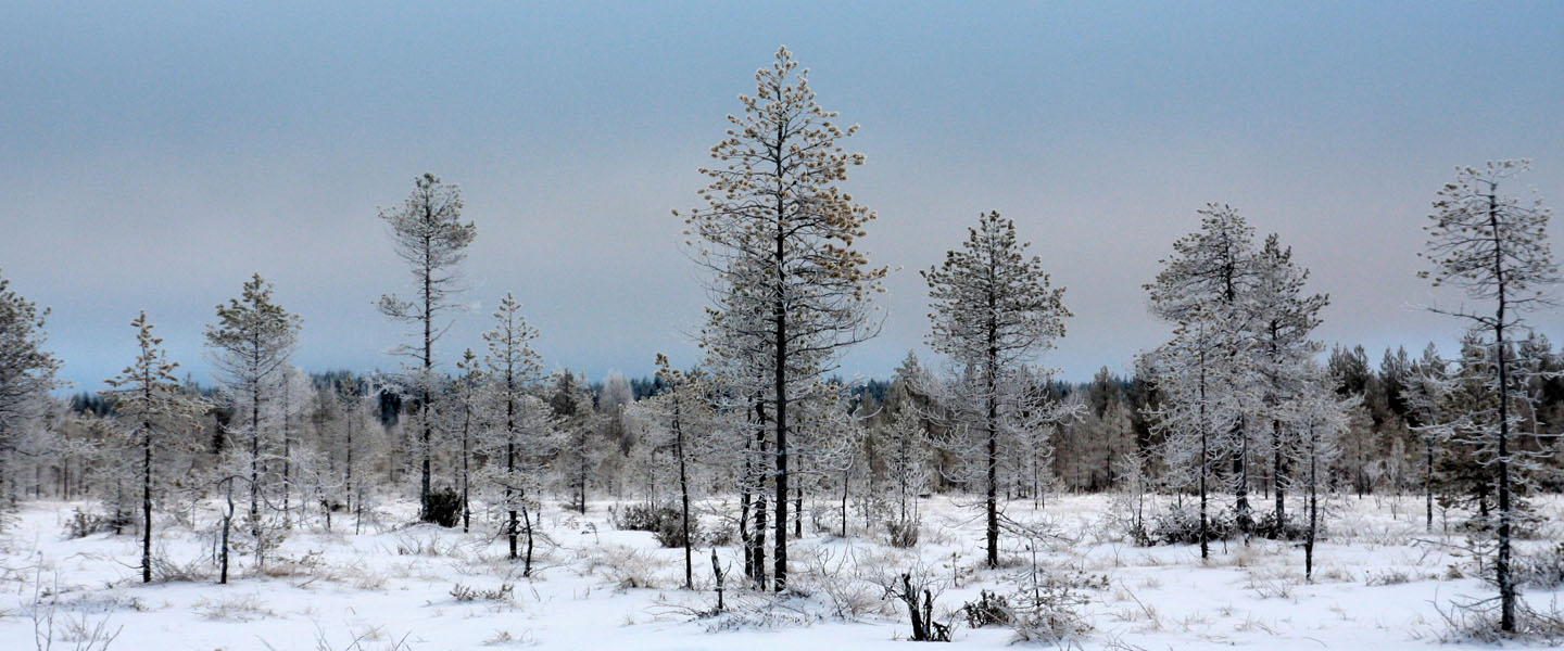 talvimaisemaa