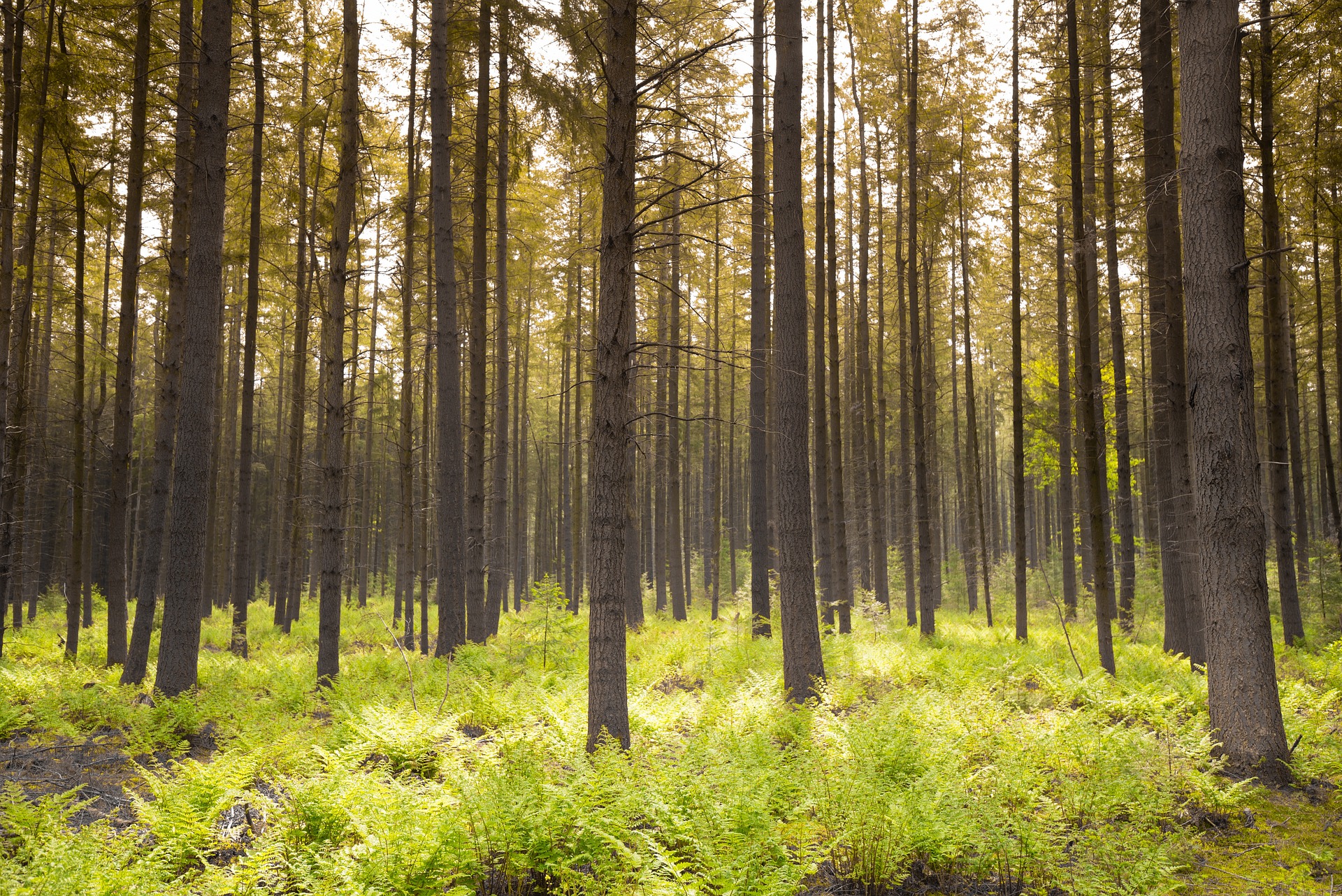 Mänty metsä luonti