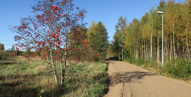 puisto