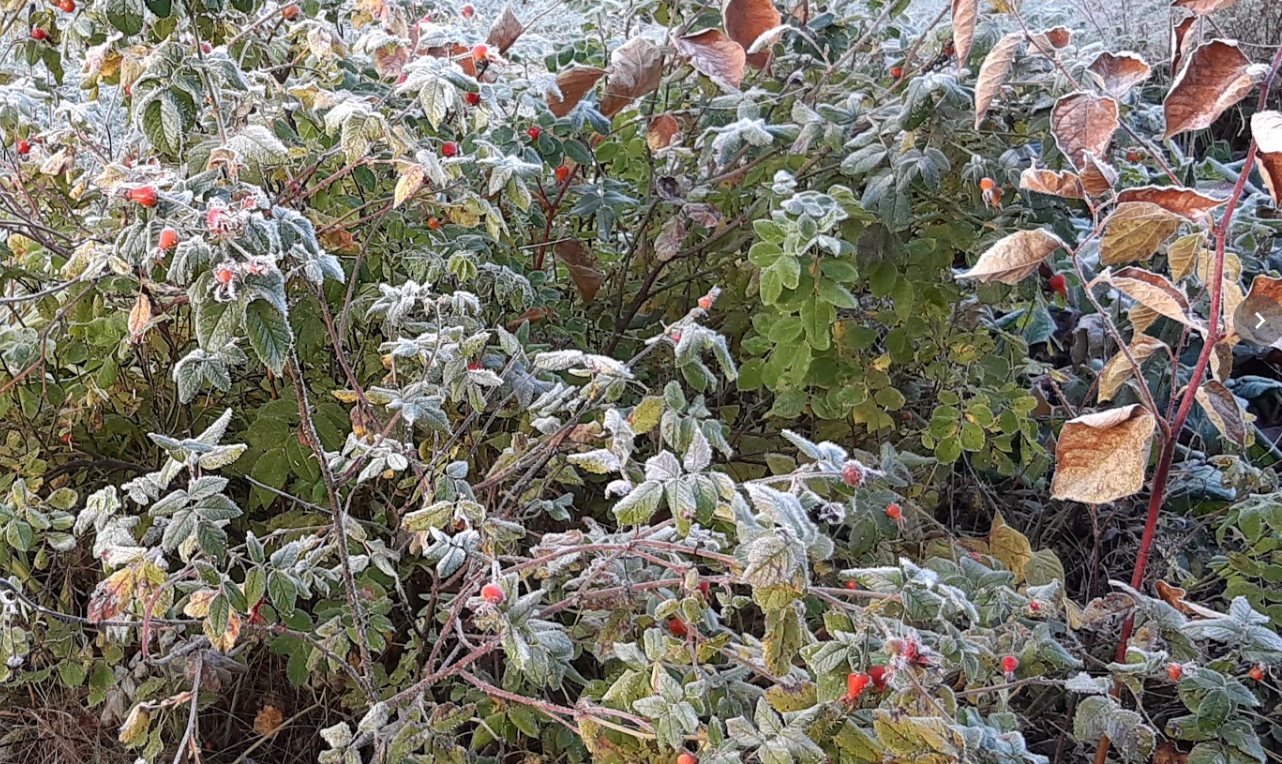 Syyskokouskuva Jäppilä