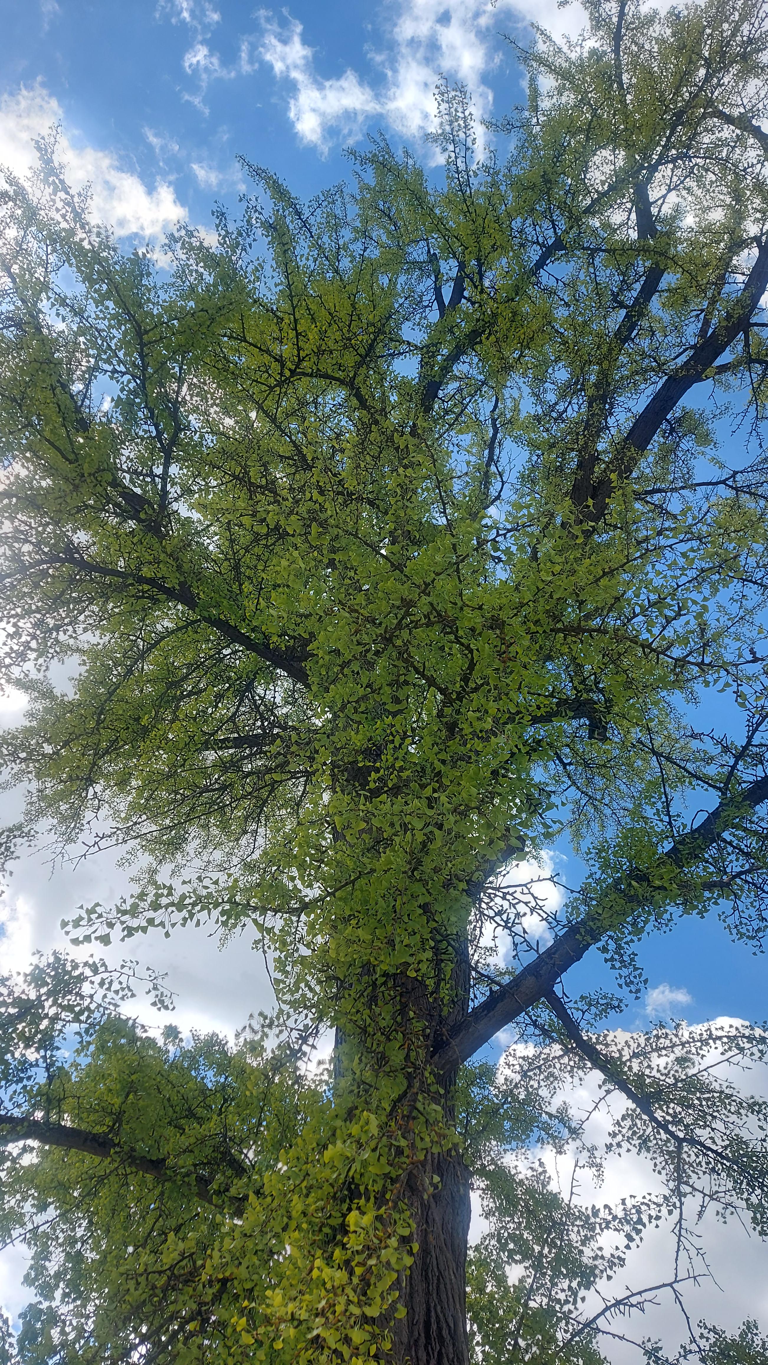 Puu