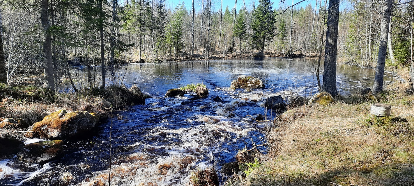 Kiiminki Reposelän luonto