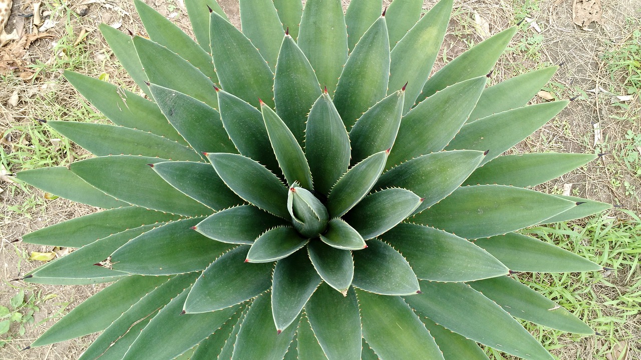Vihreä aloevera ylhäältä kuvattuna