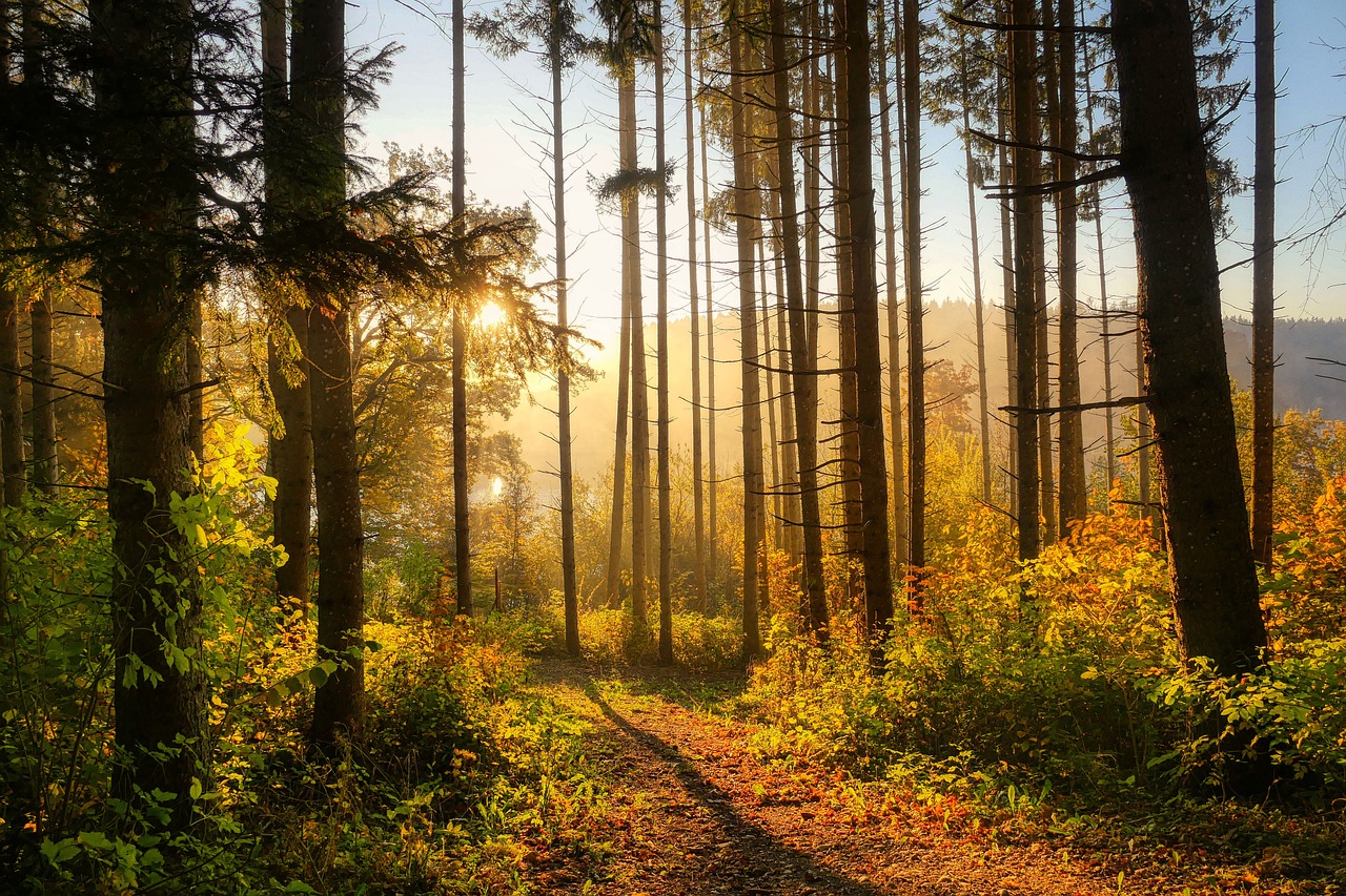 metsä
