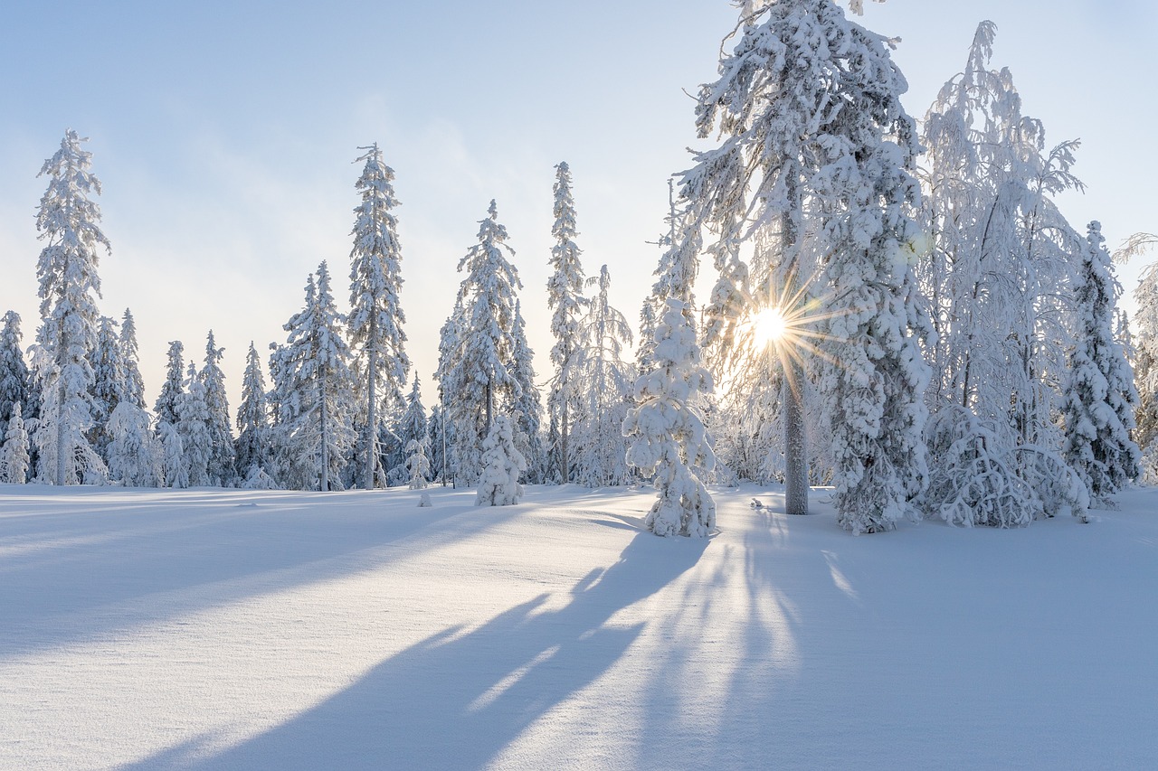 Talvi metsä maisema