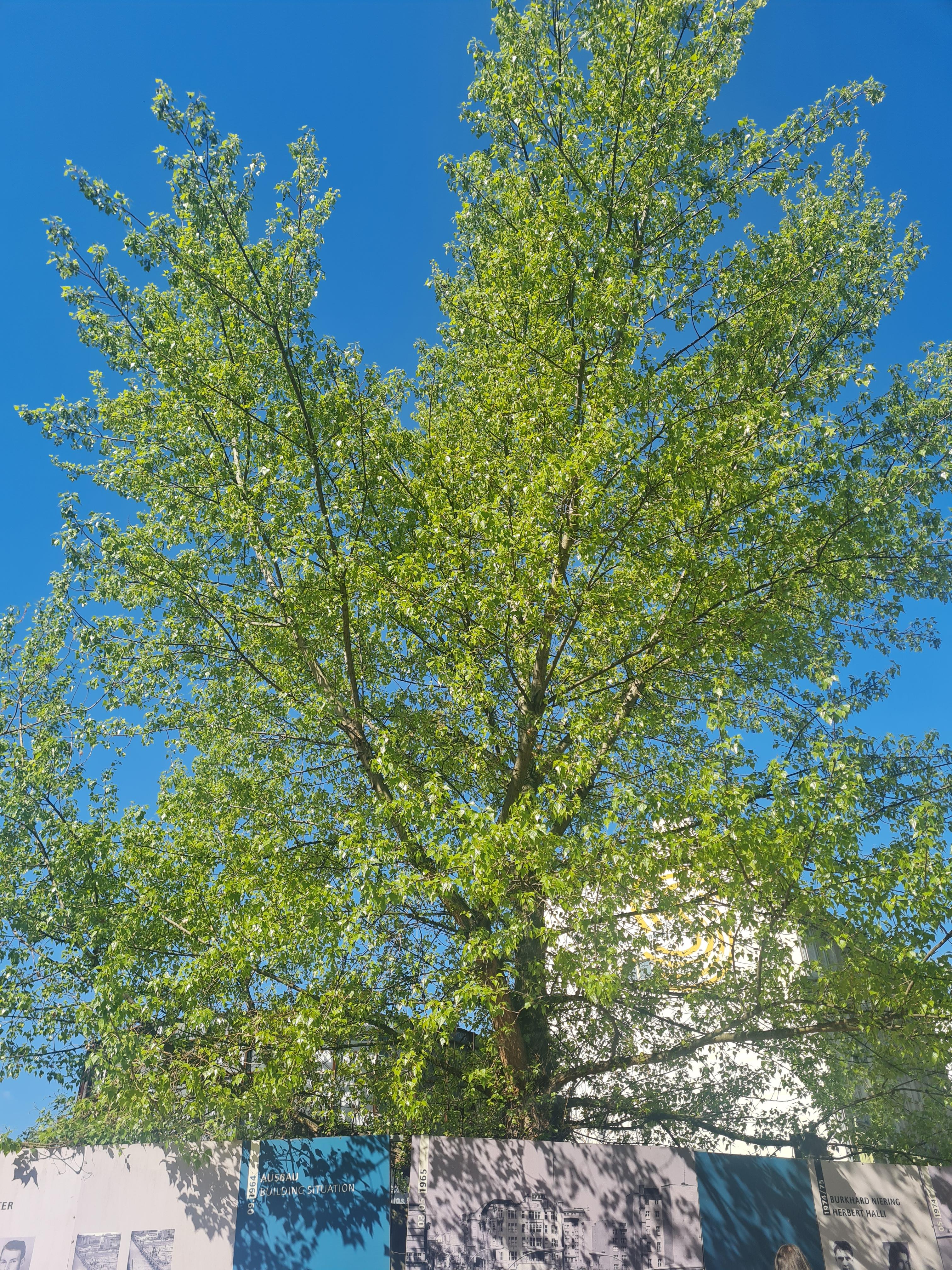 Kevät
