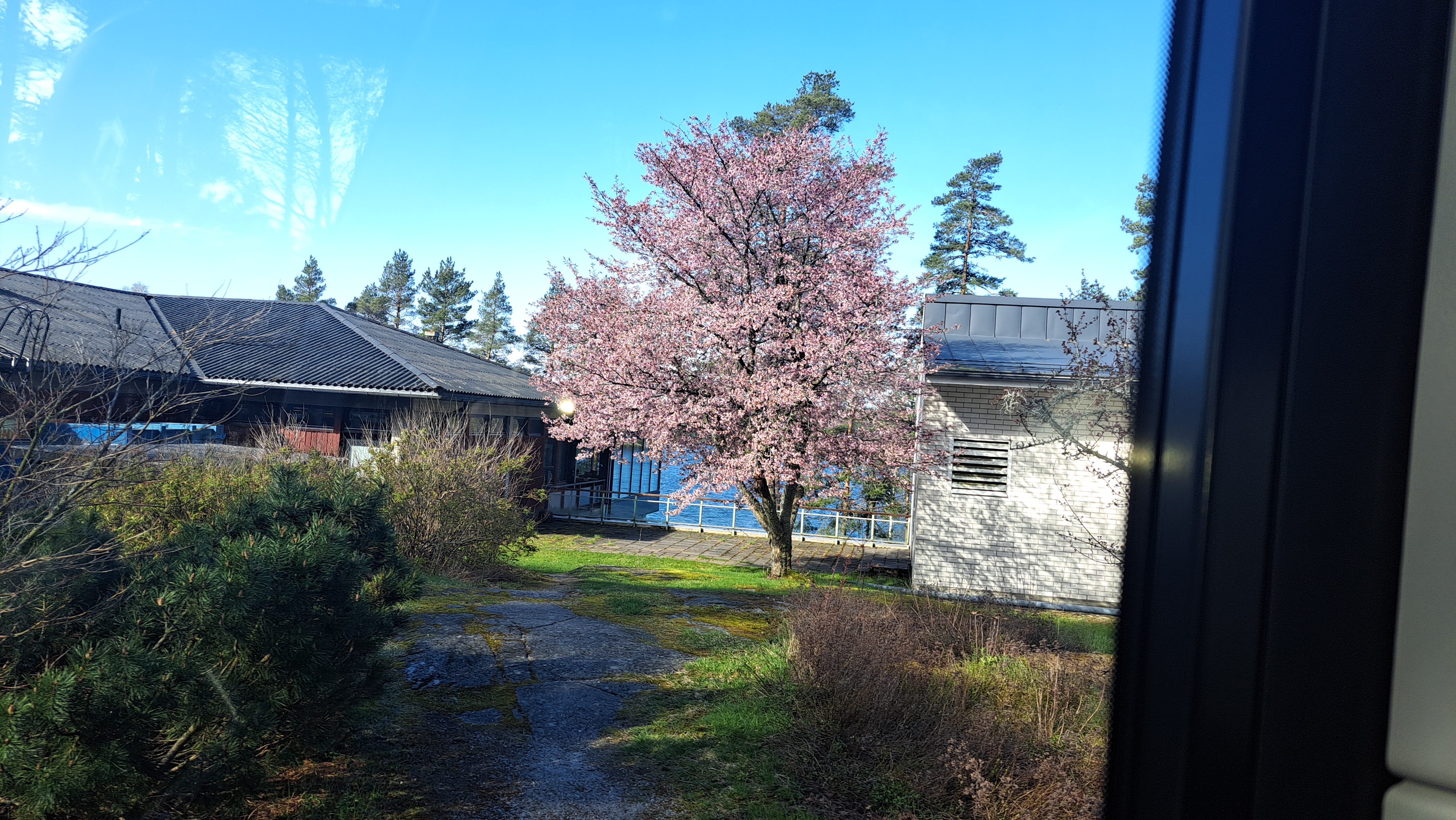Kirsikkapuu