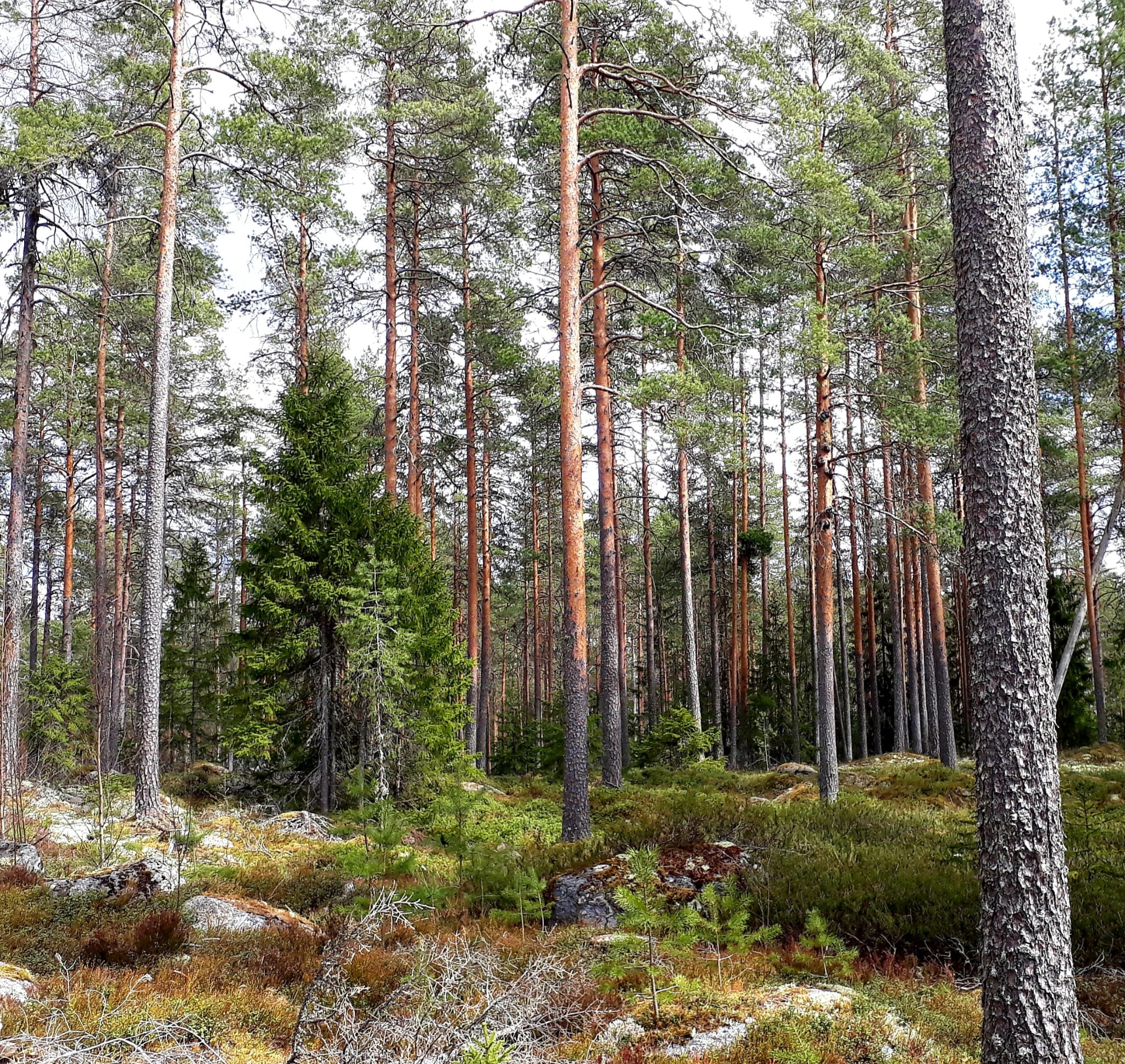 Metsän kauneutta