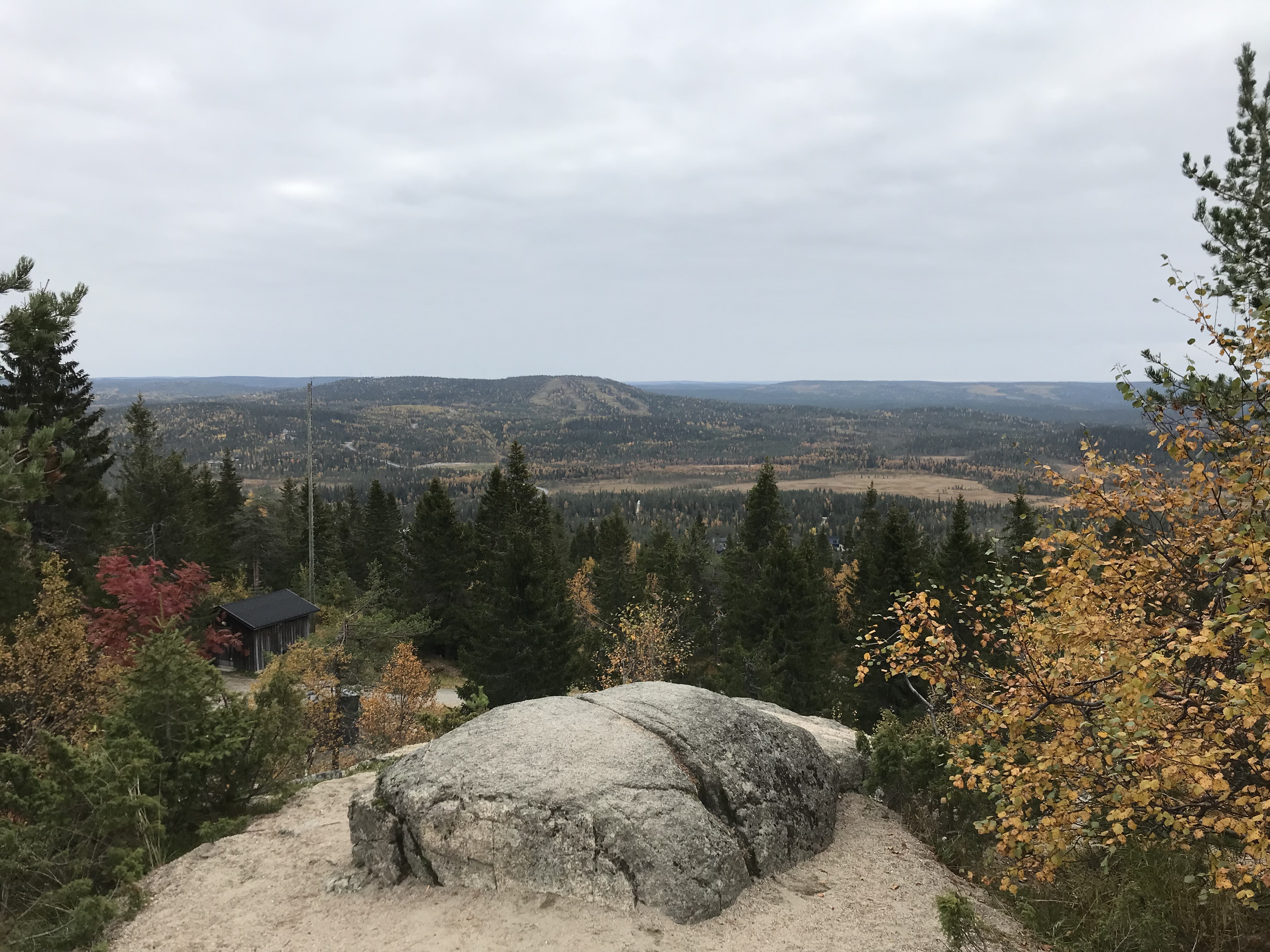 Metsää mäen päältä
