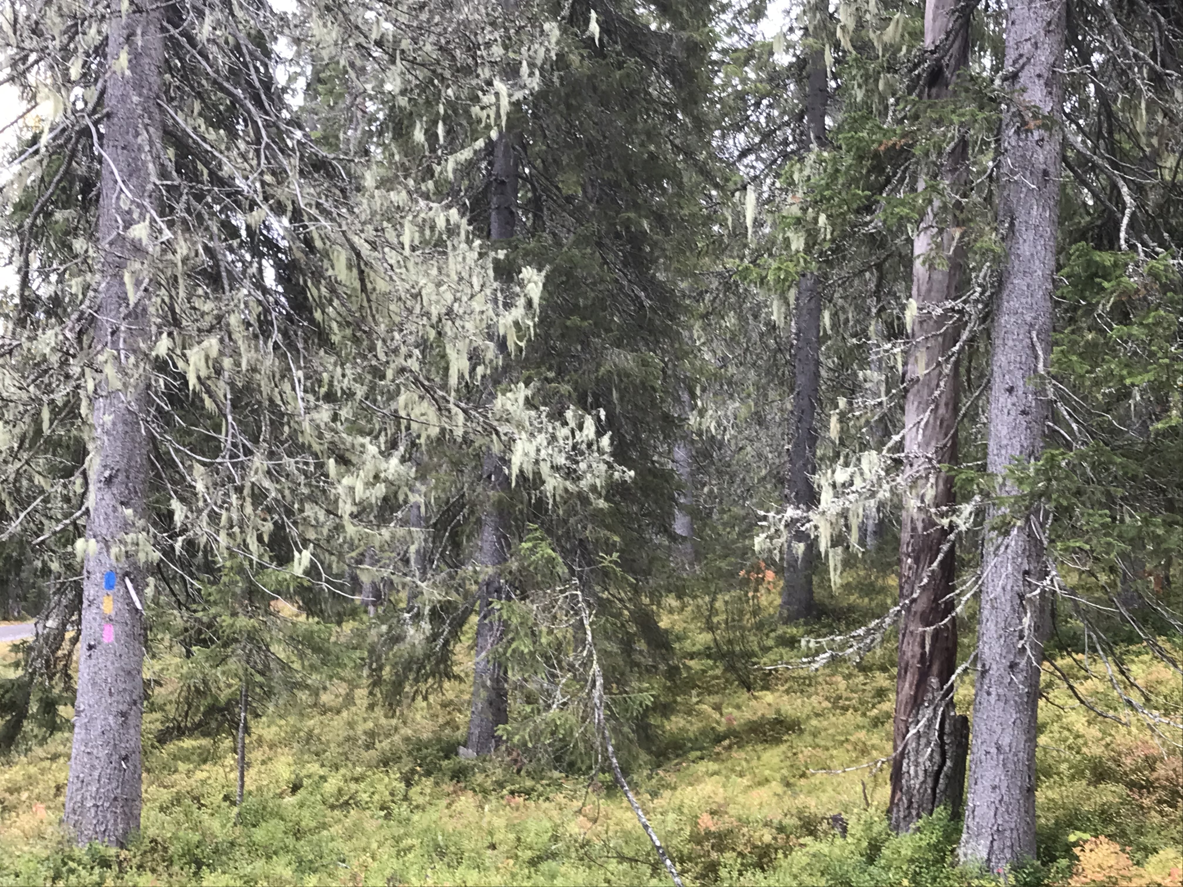 Vanhaa metsää
