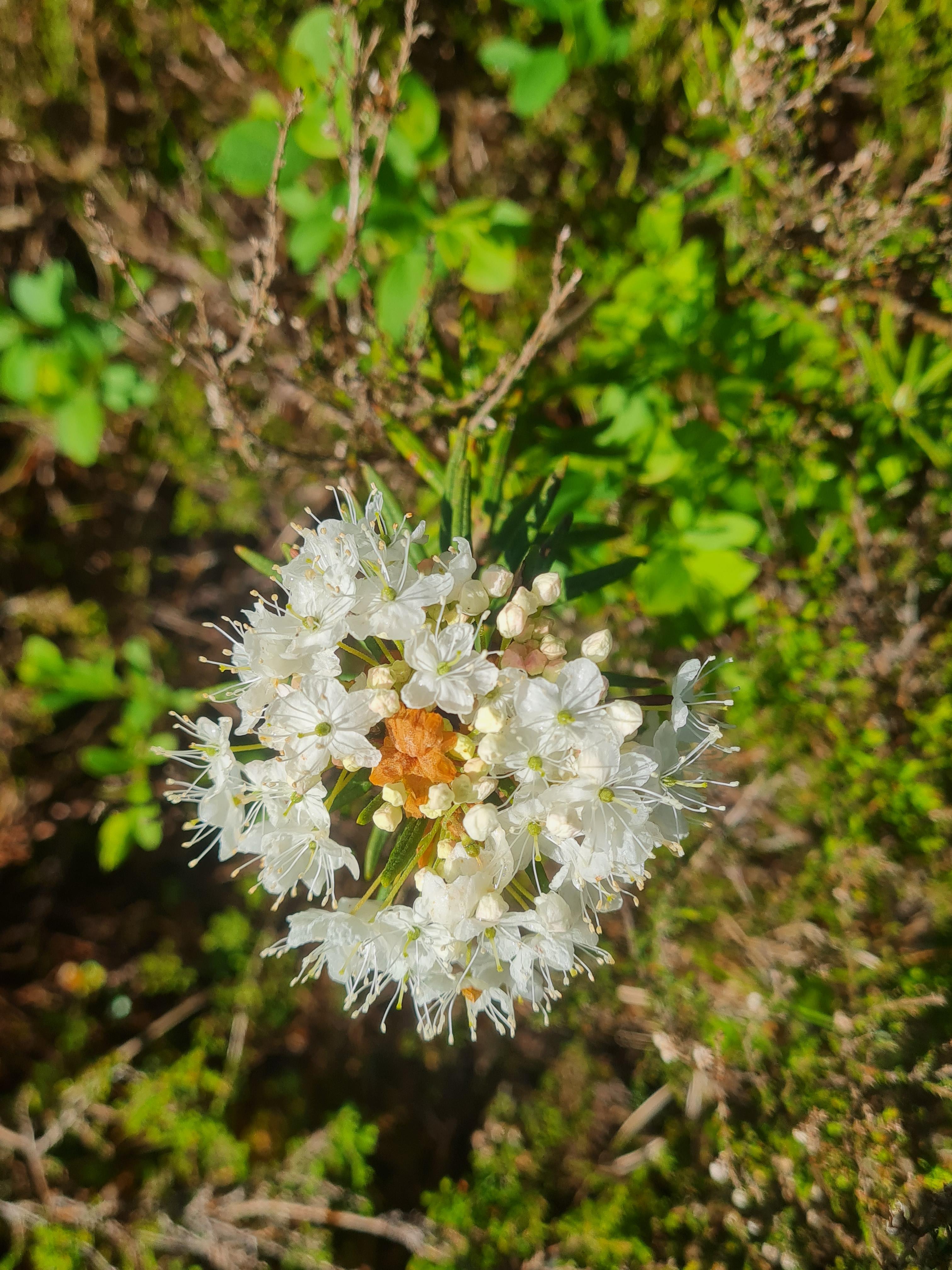 Suopursu