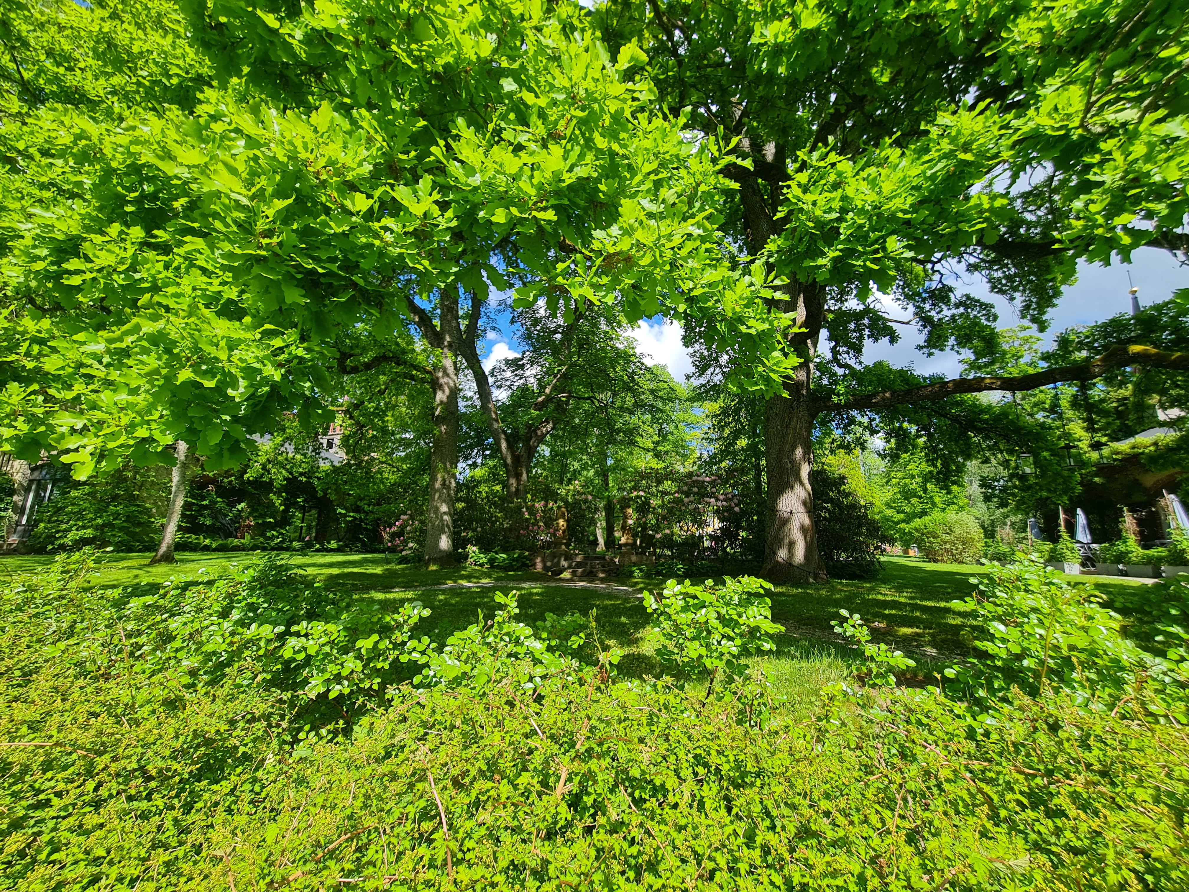 Ikivanha tammi