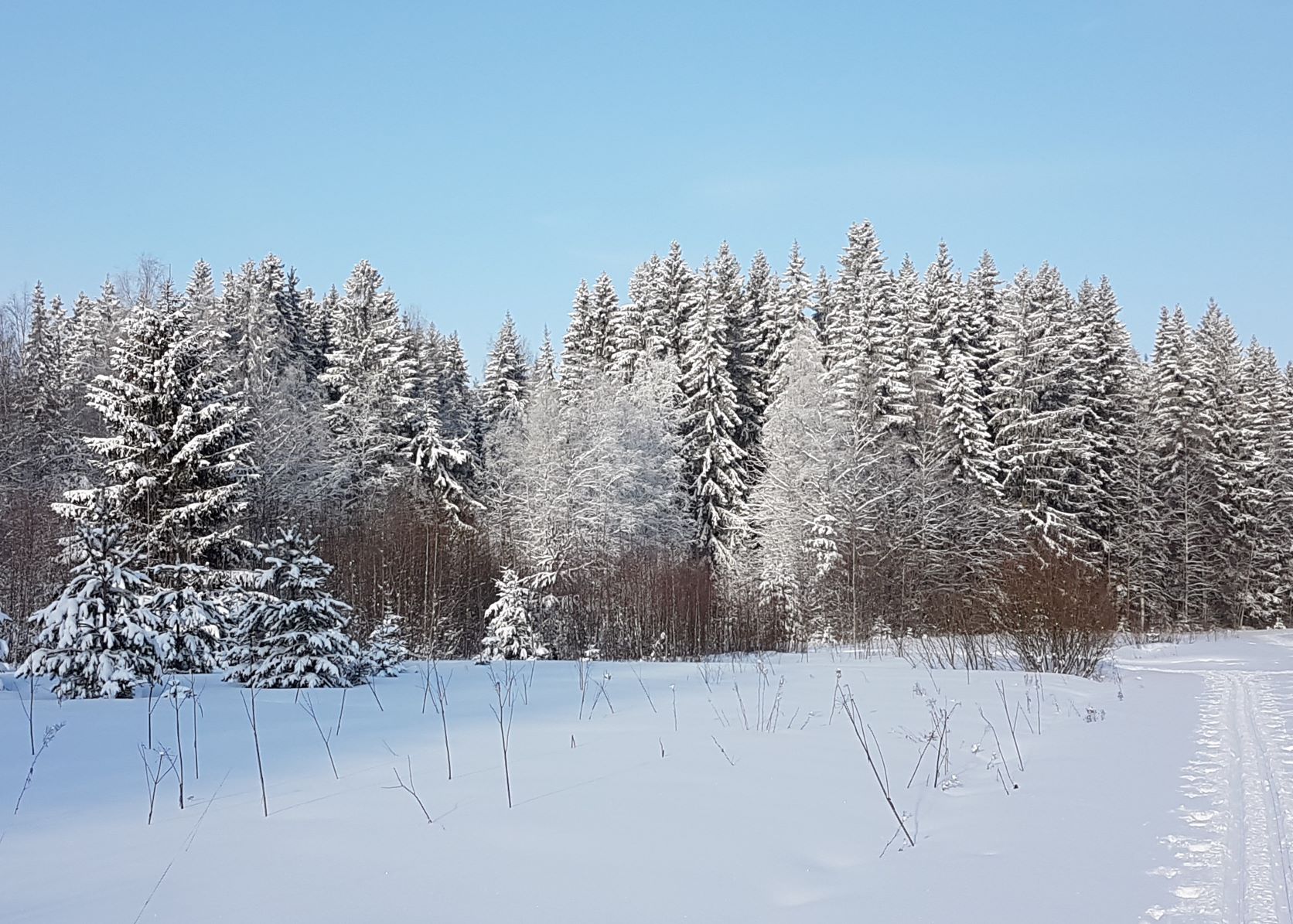 haloilmiö