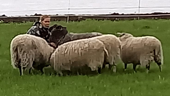 lampaat laitumelle
