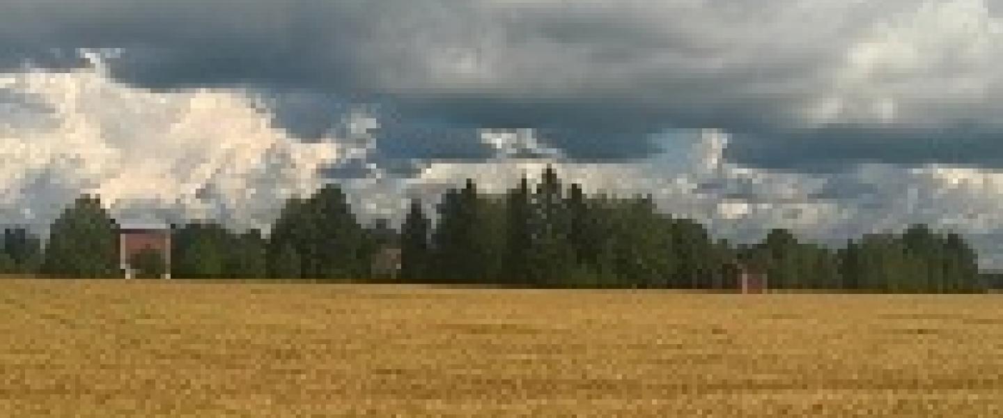 Peltomaisema Thumbnail
