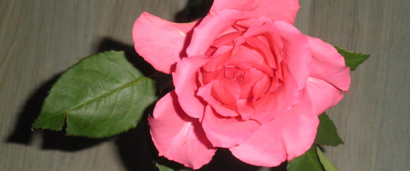 Yksi vaaleanpunainen ruusu