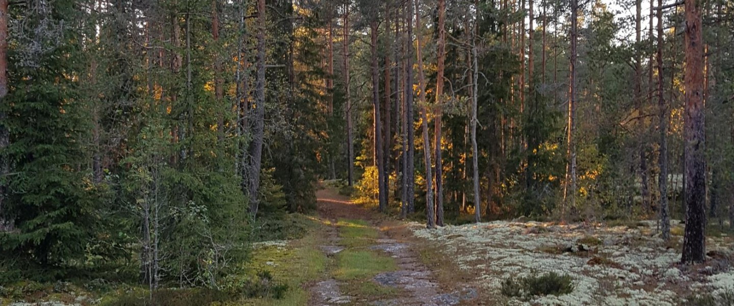 metsä