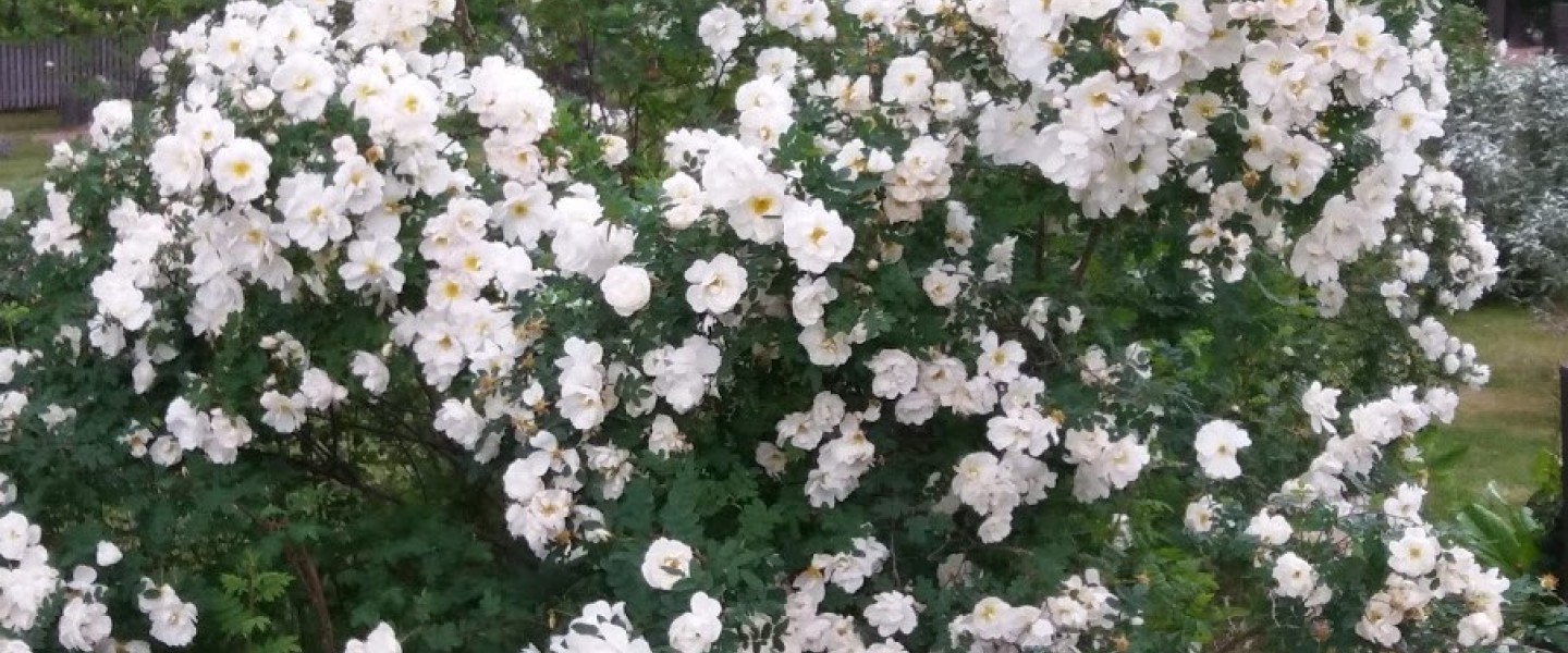 juhannusruusupensas kukkii valkoisena