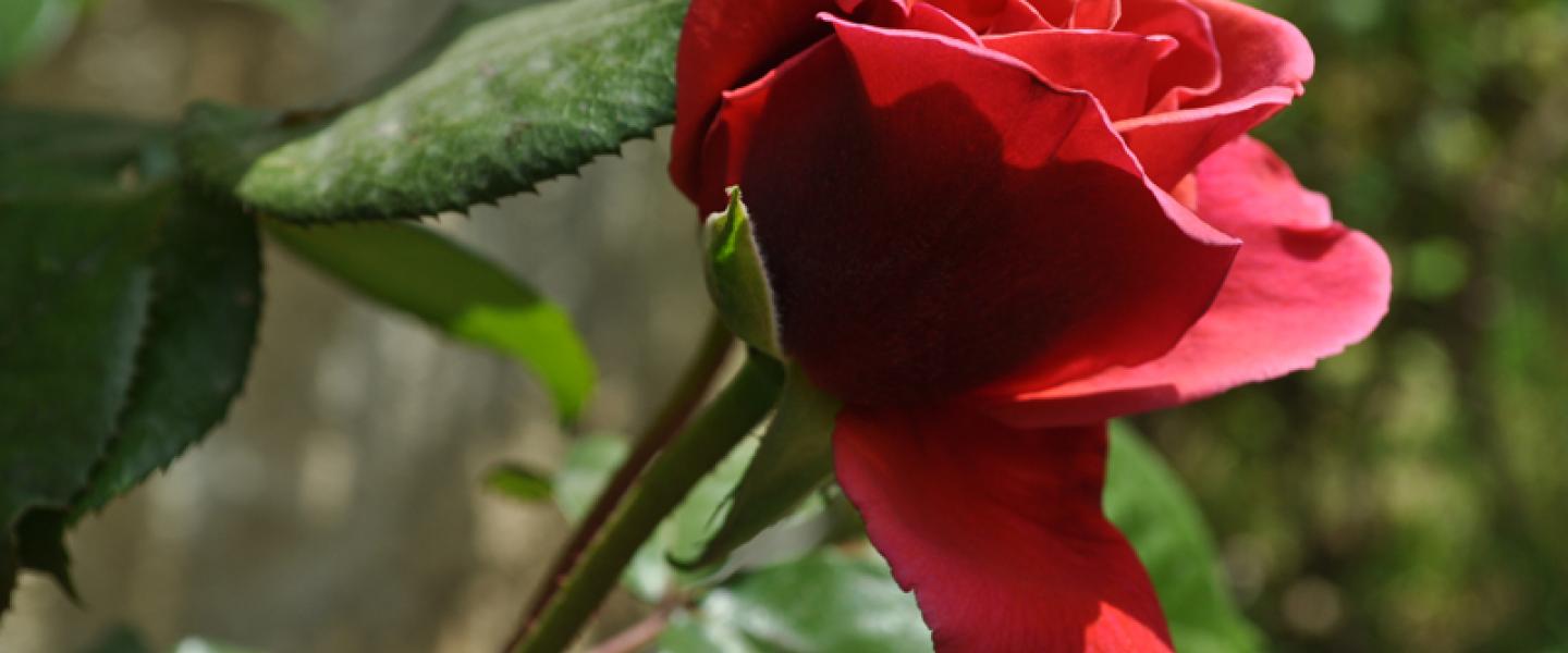 Kaunis punainen ruusu