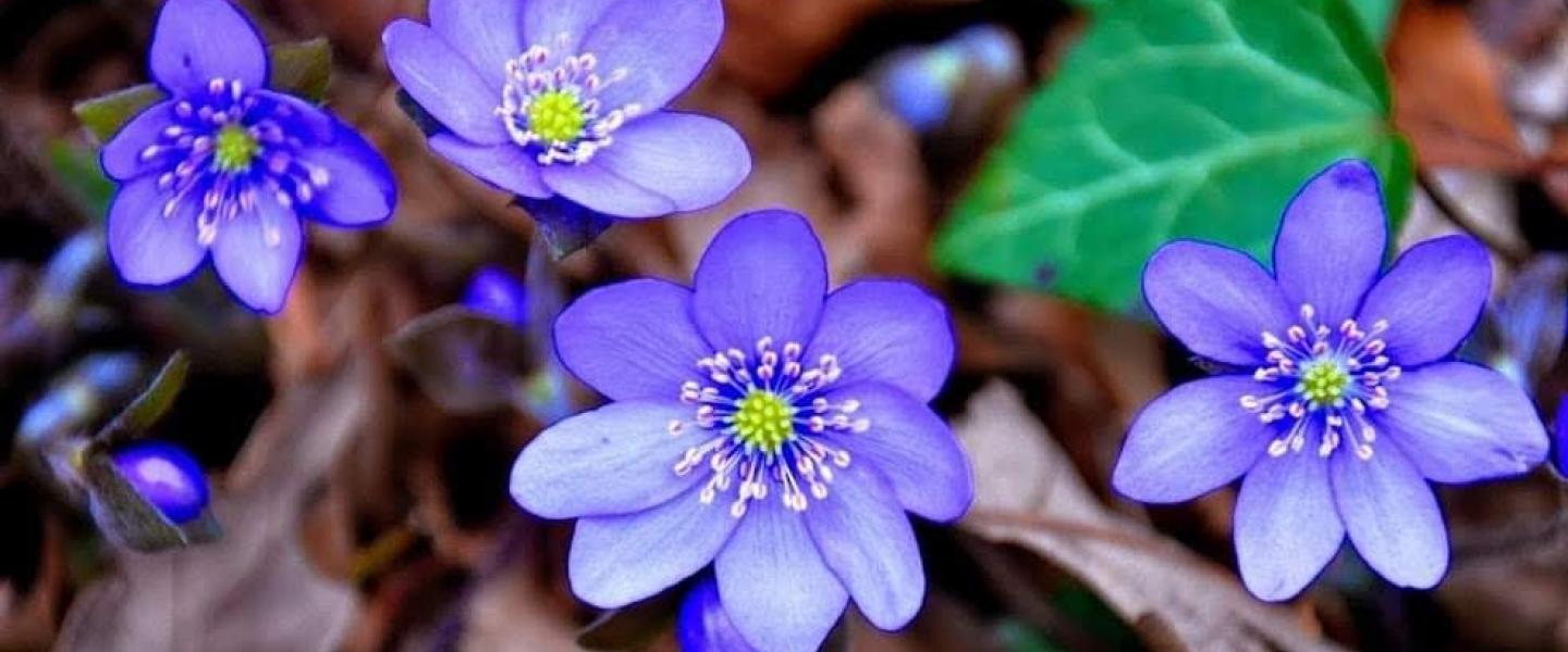 Sinisiä kukkia keväällä
