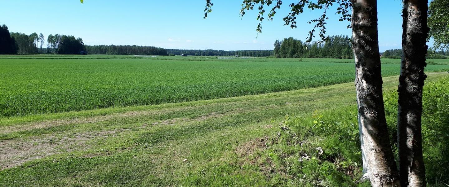 Peltomaisema Alajärvi