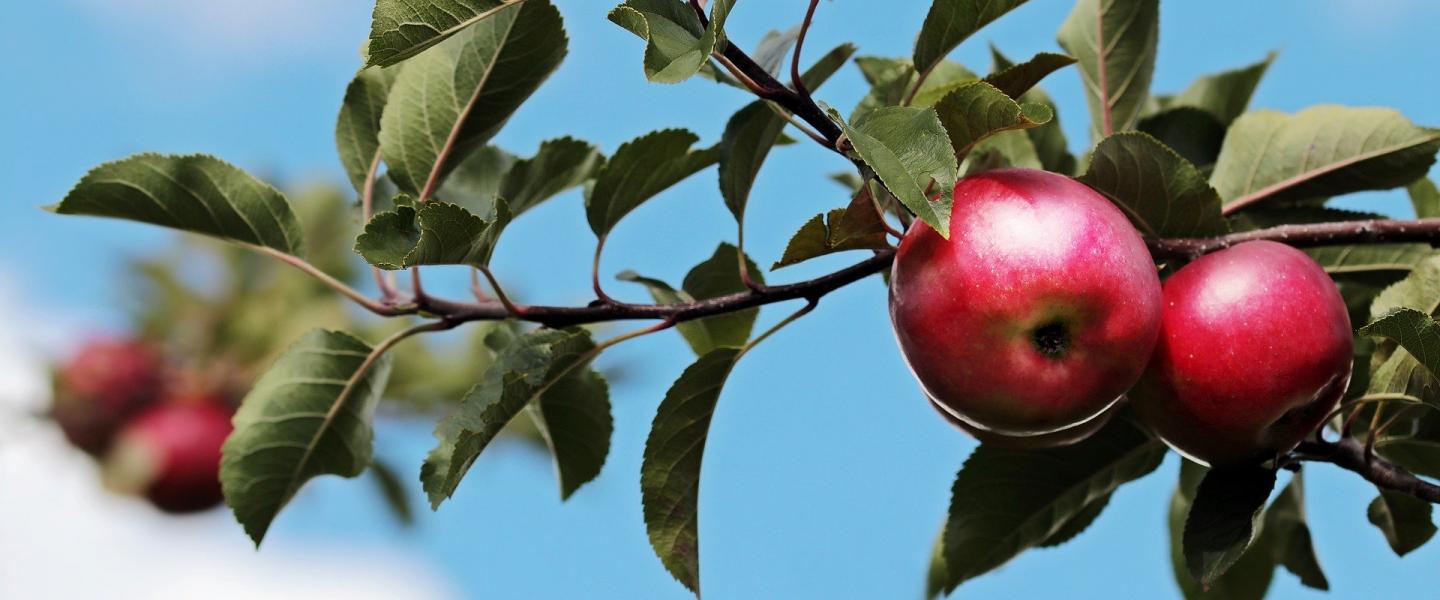 omenapuun oksa ja omnat
