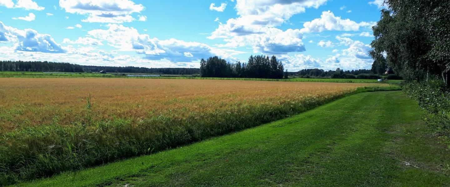 Syysmaisema Alajärvi