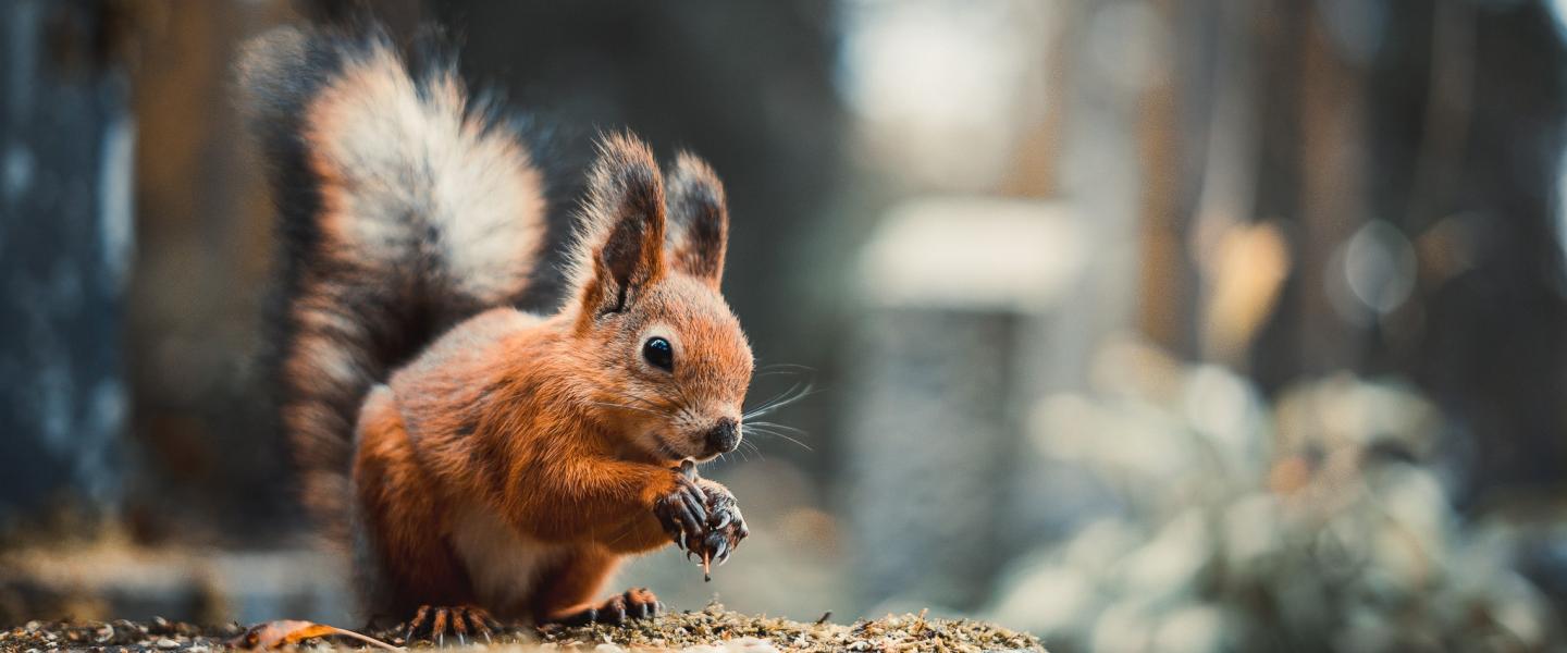 Orava ku kuvituskuva