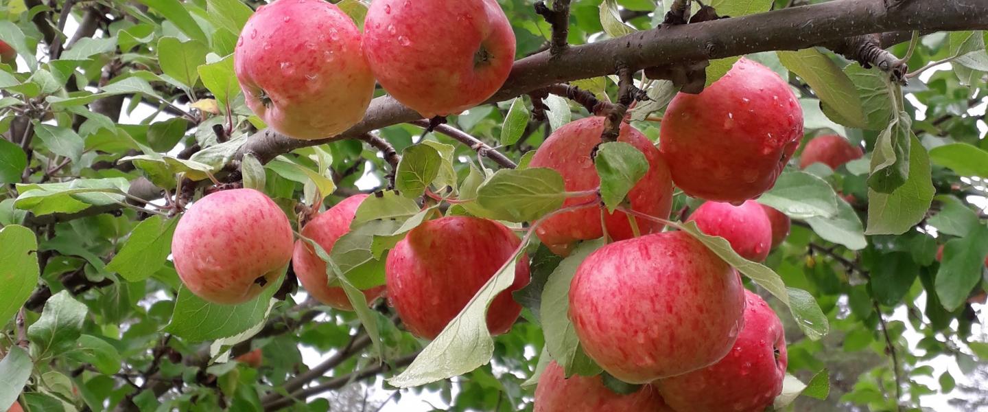 Omenapuun oksa