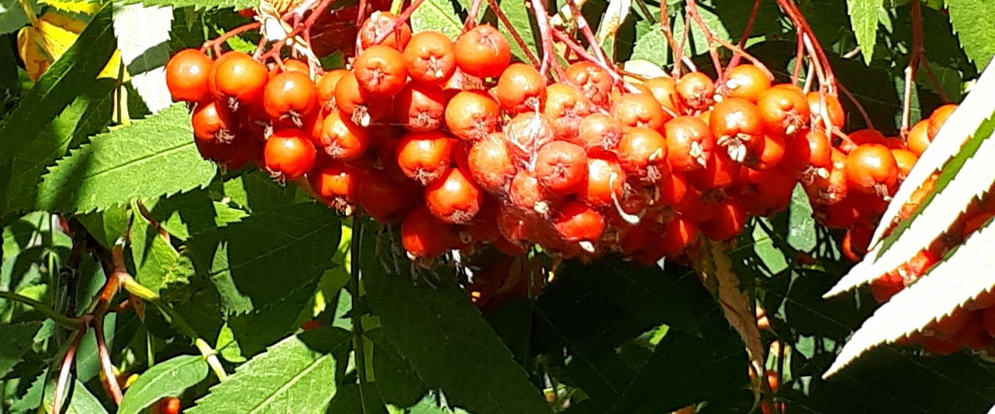 Pihlajan marjaterttu