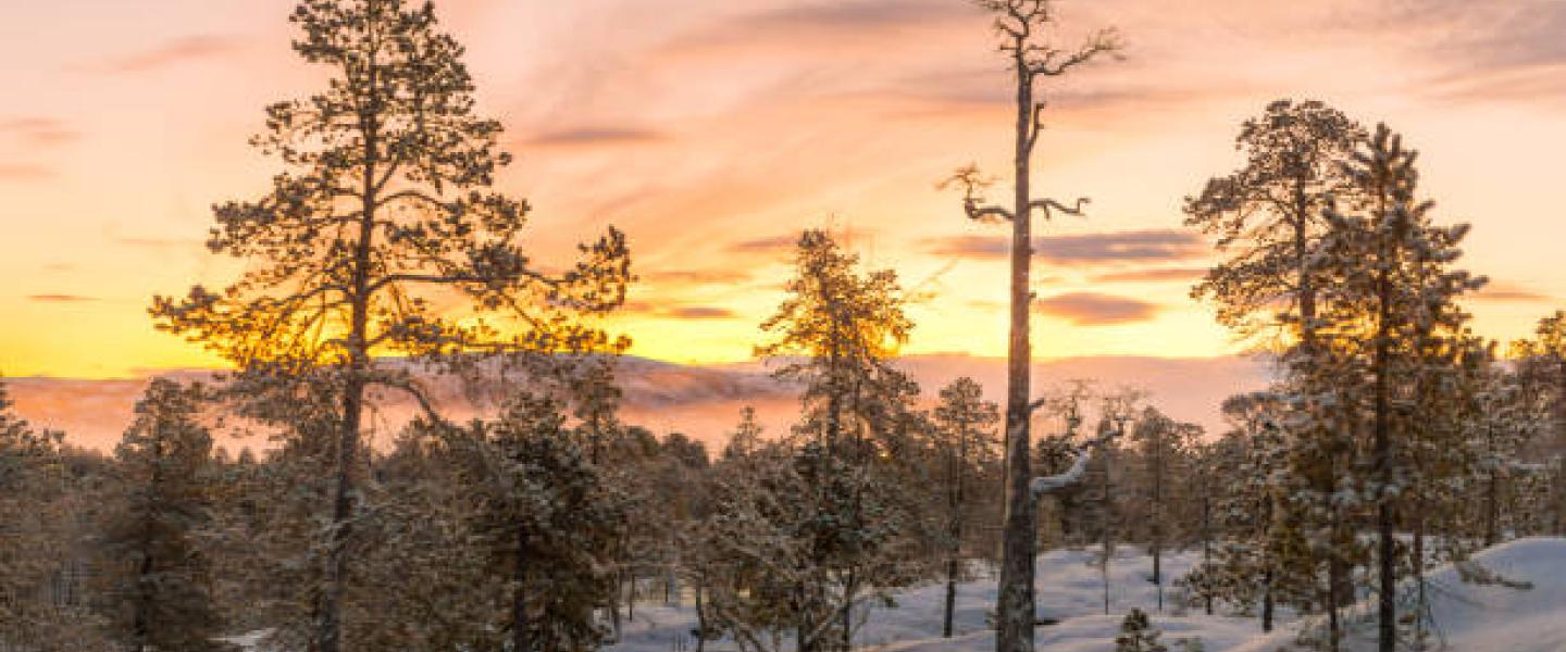 metsä