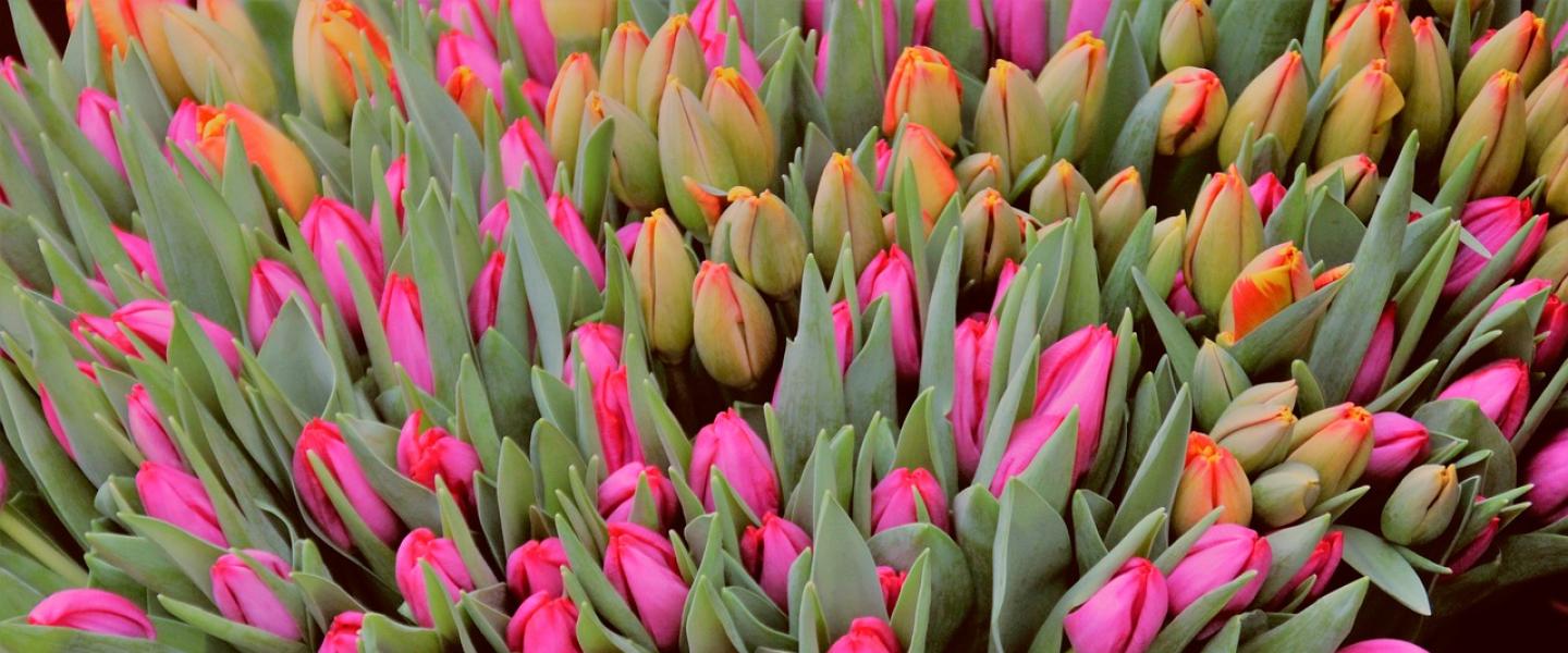 paljon tulppaaneja