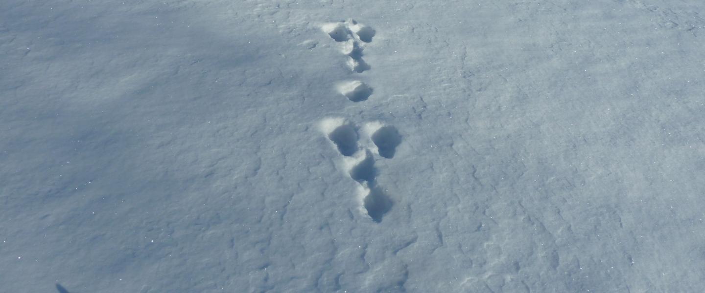 Jäniksen jäljet