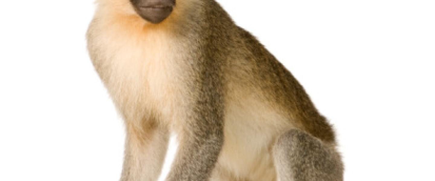 Ylöjärvi apinanäyttely