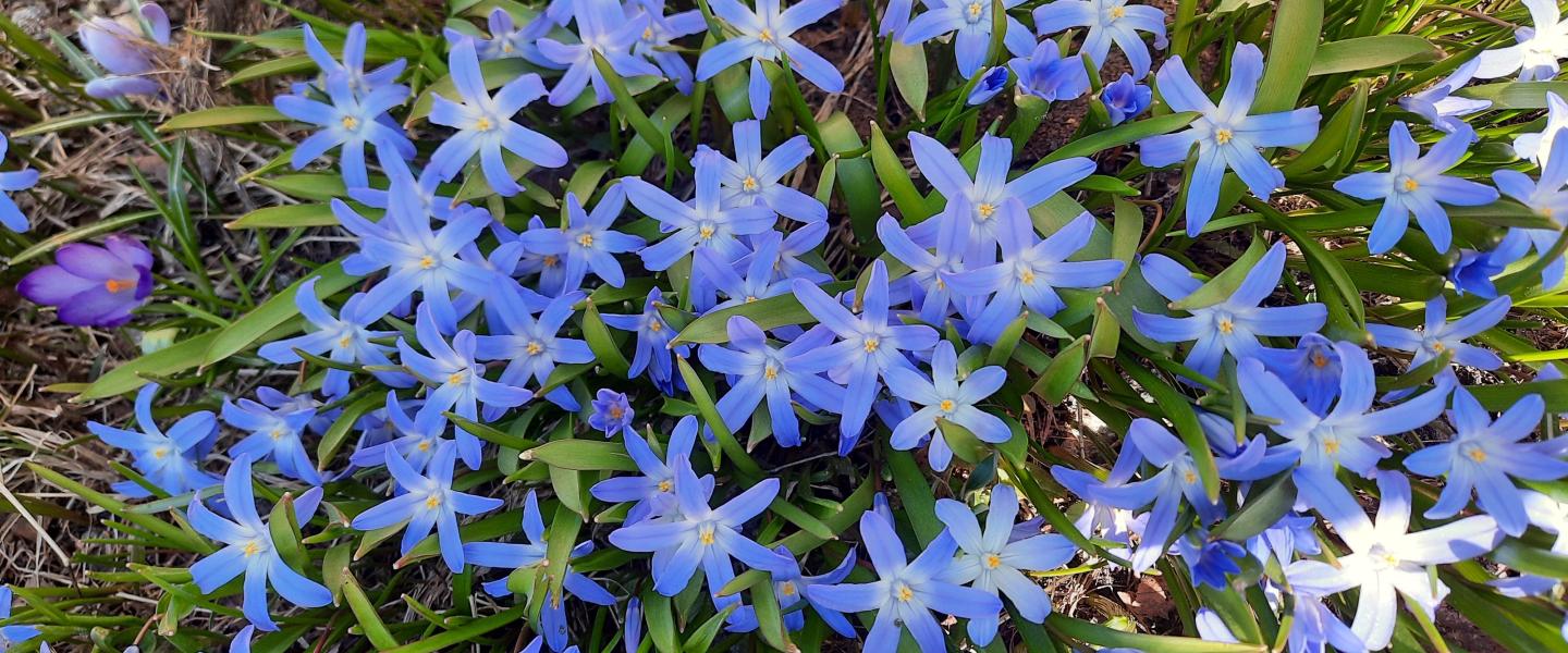 Sinisiä kukkia